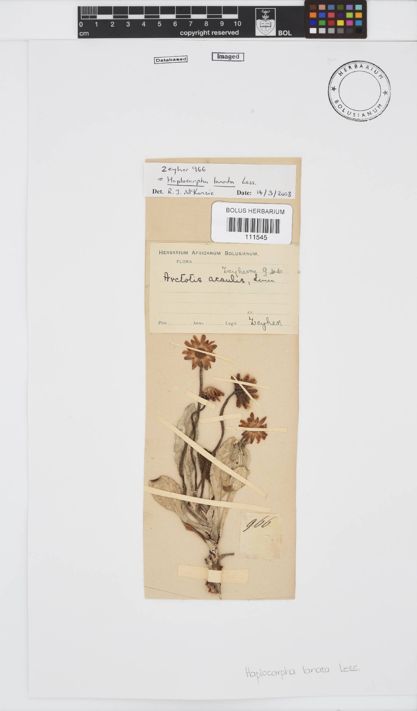 Haplocarpha lanata image