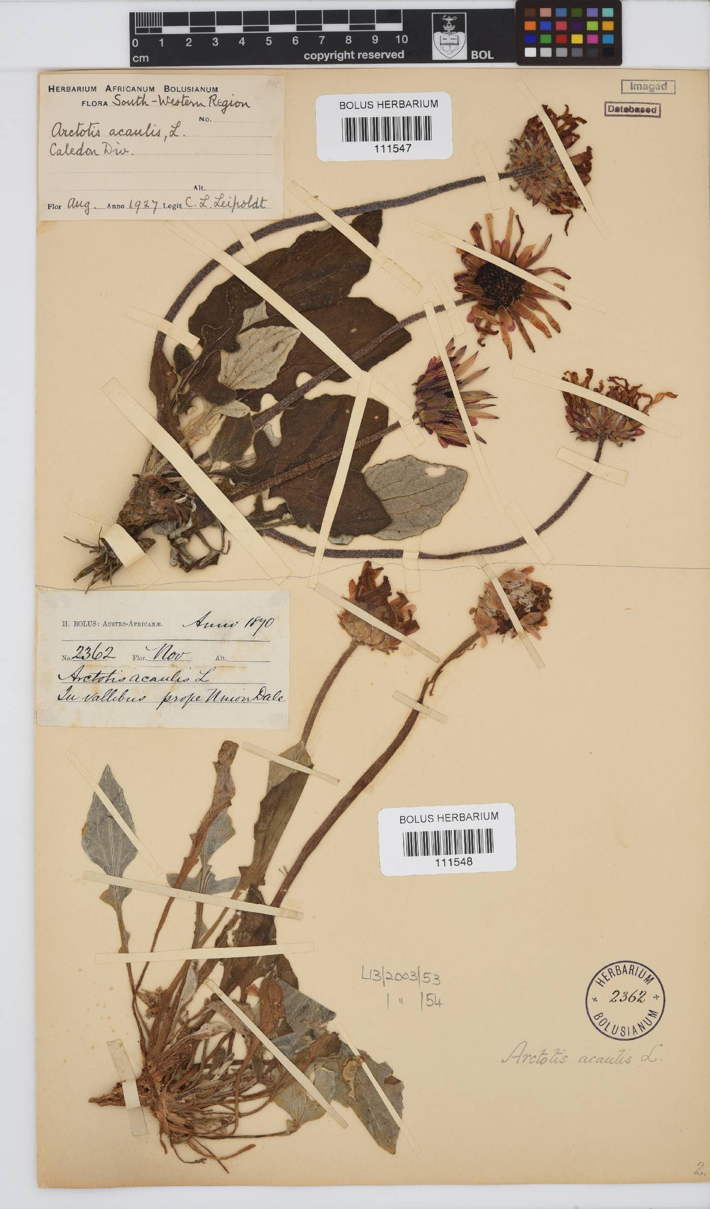 Arctotis acaulis image