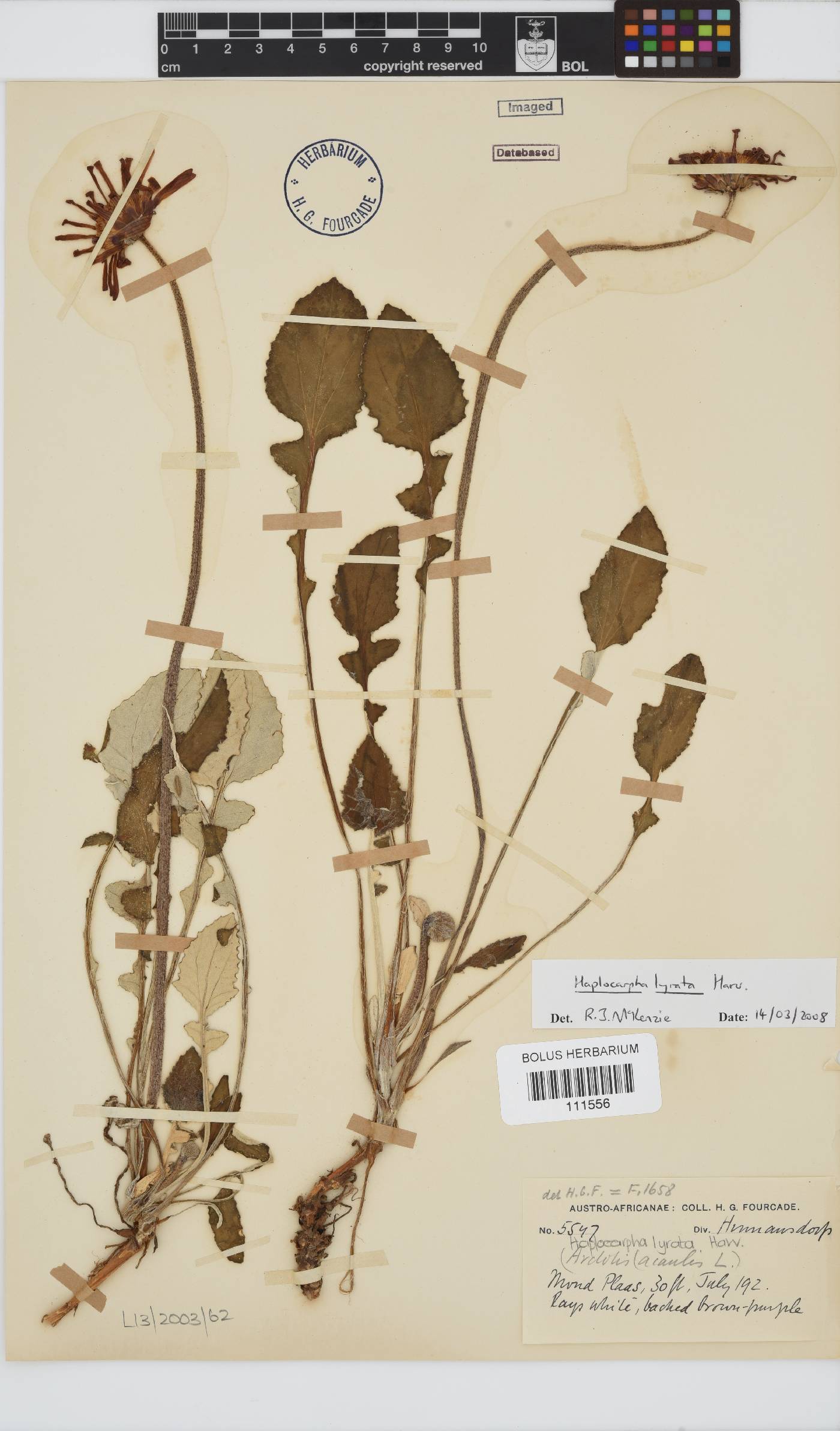 Haplocarpha lyrata image