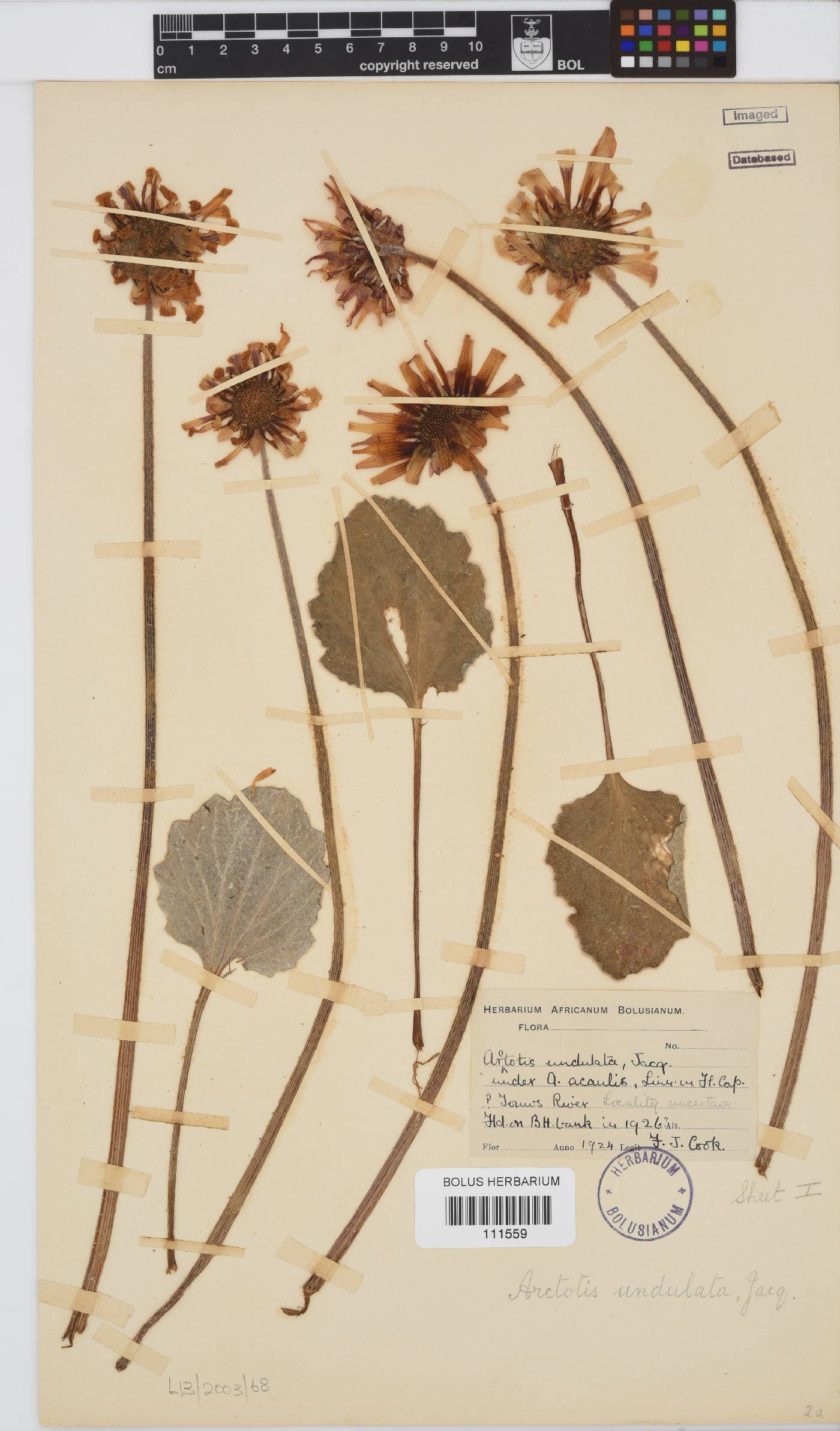 Arctotis laciniata image