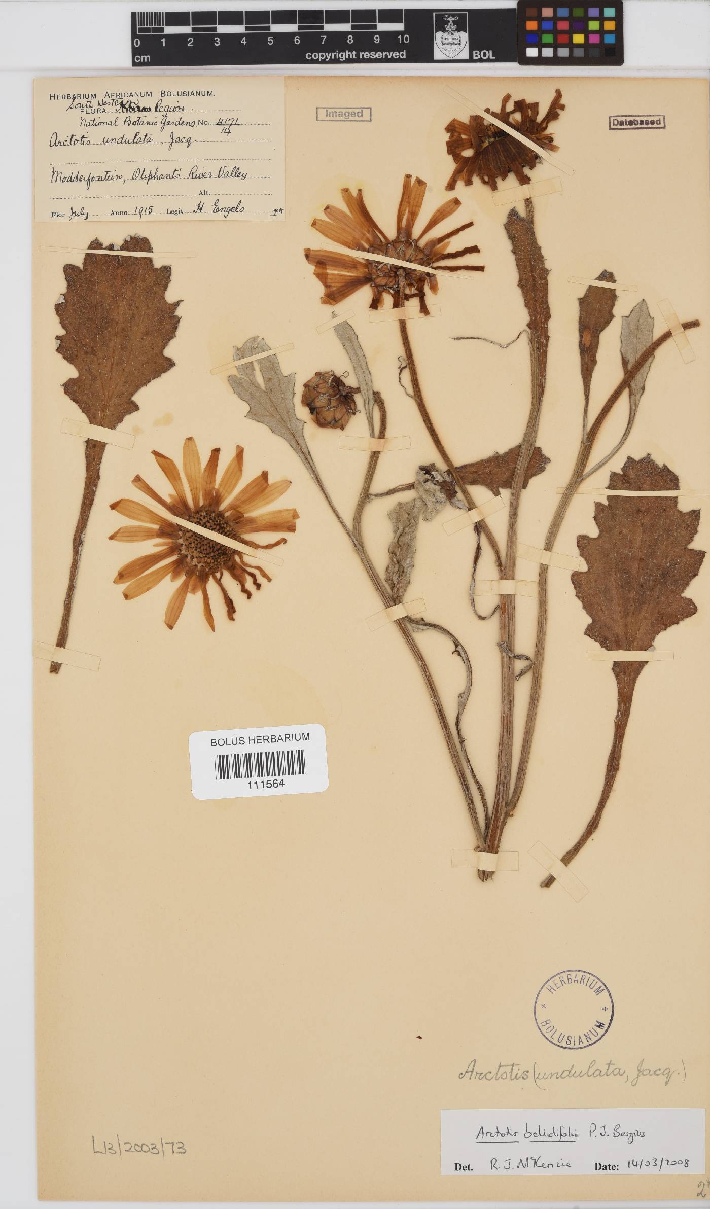 Arctotis bellidifolia image