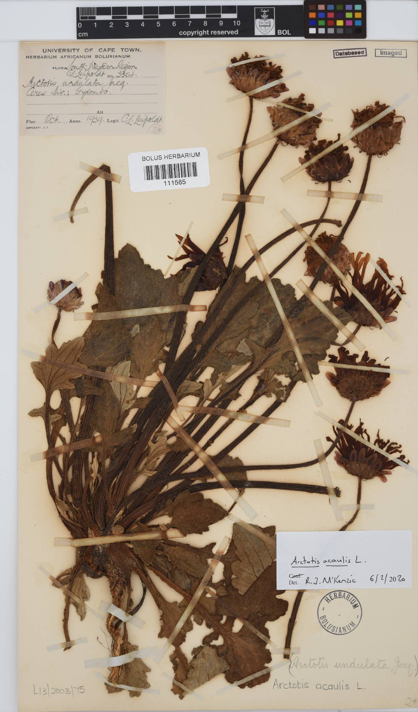Arctotis acaulis image