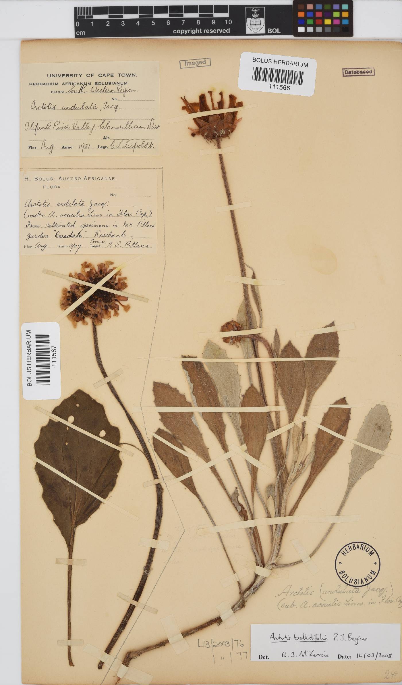 Arctotis bellidifolia image