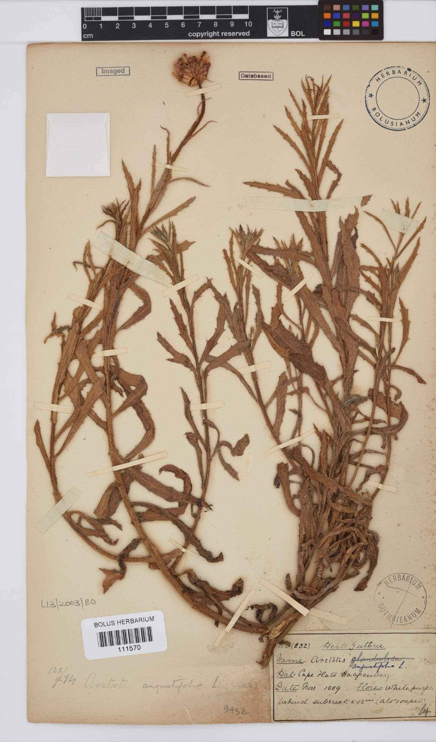 Arctotis angustifolia image