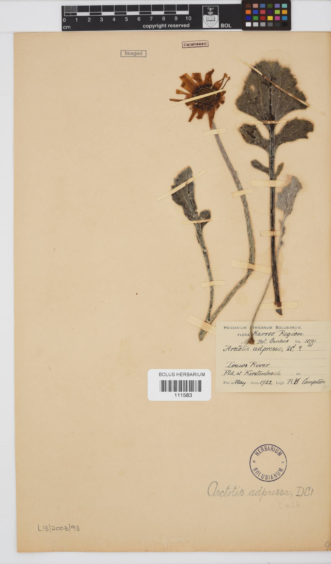 Arctotis adpressa image