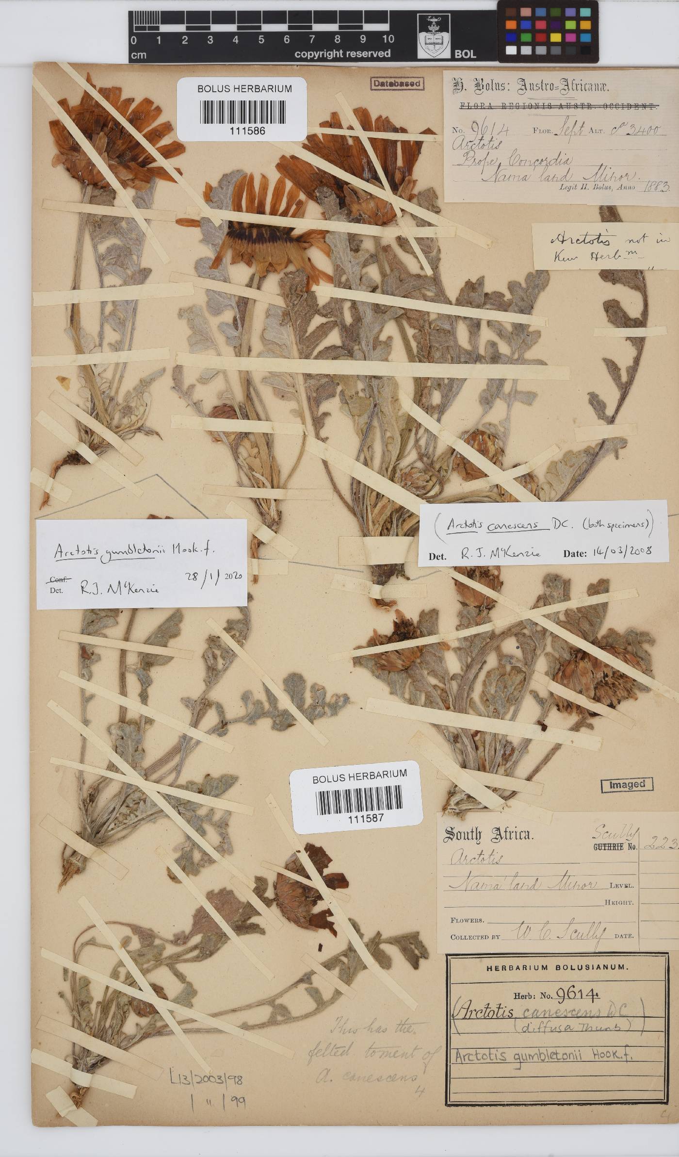 Arctotis gumbletonii image