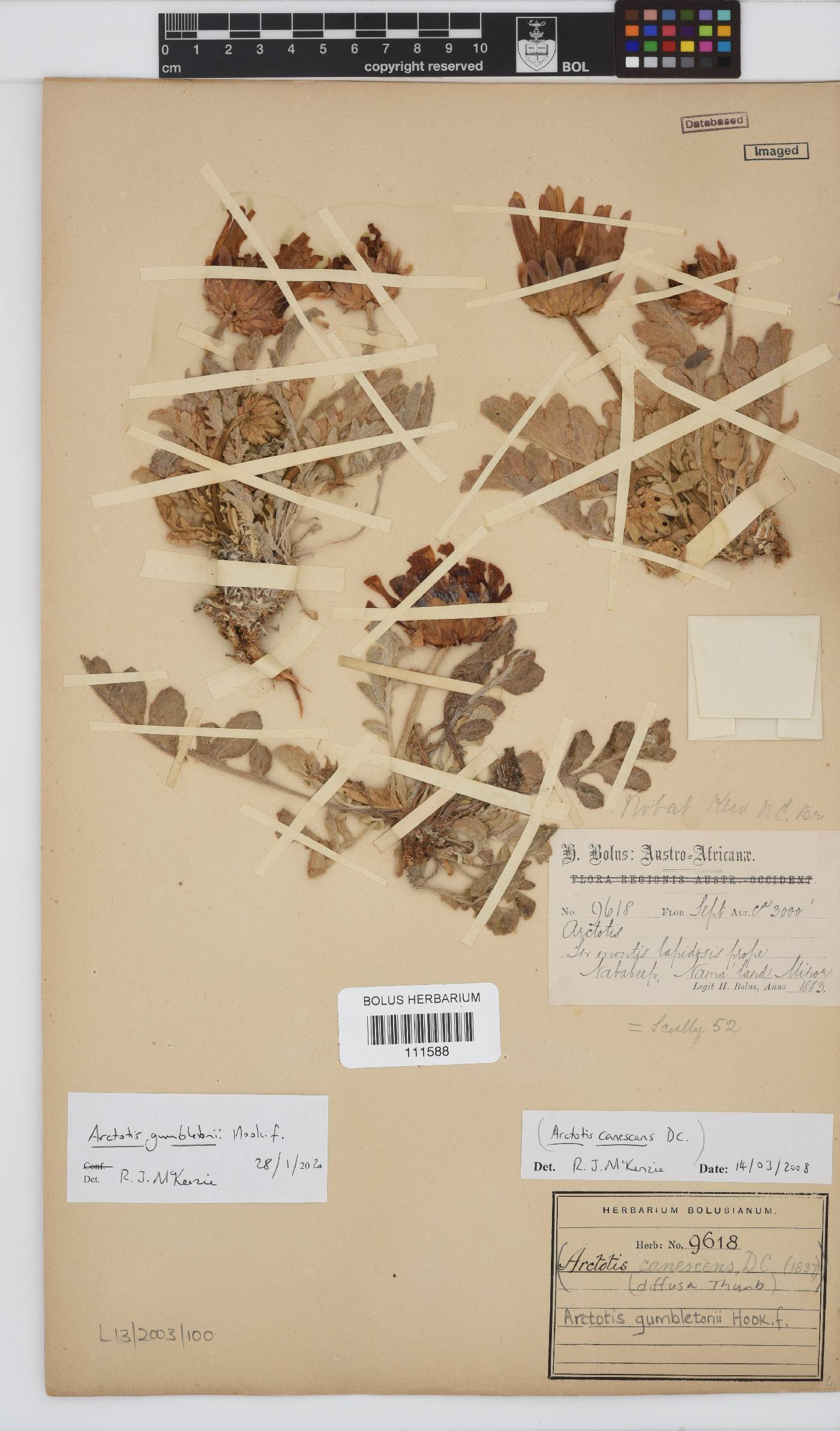 Arctotis gumbletonii image