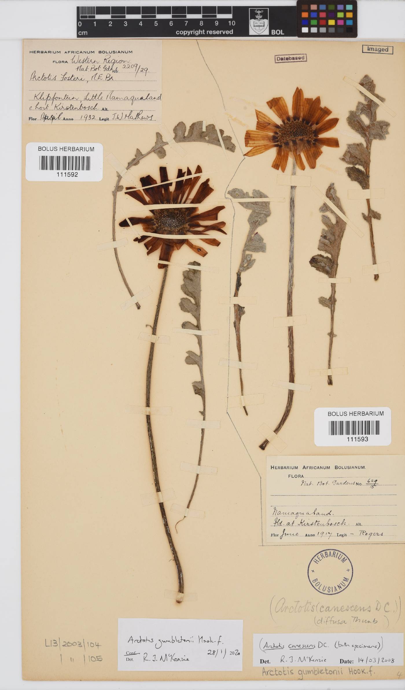 Arctotis gumbletonii image