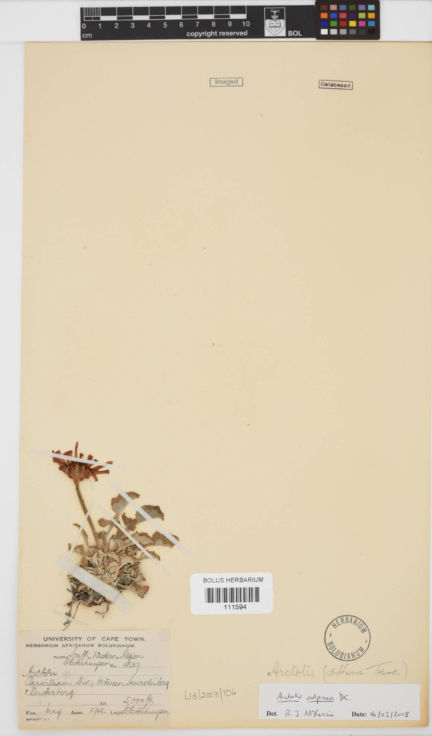Arctotis adpressa image