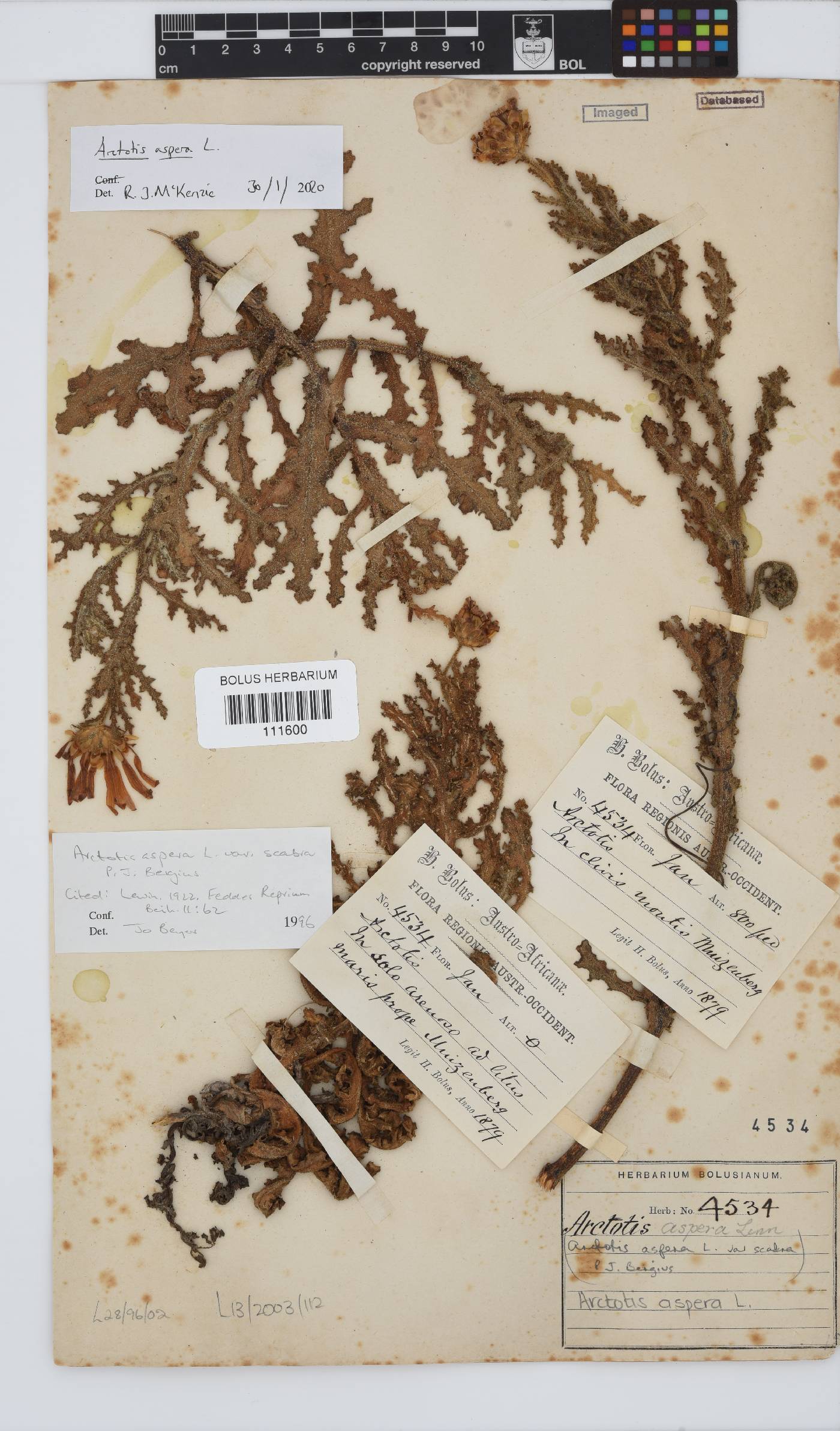 Arctotis aspera image