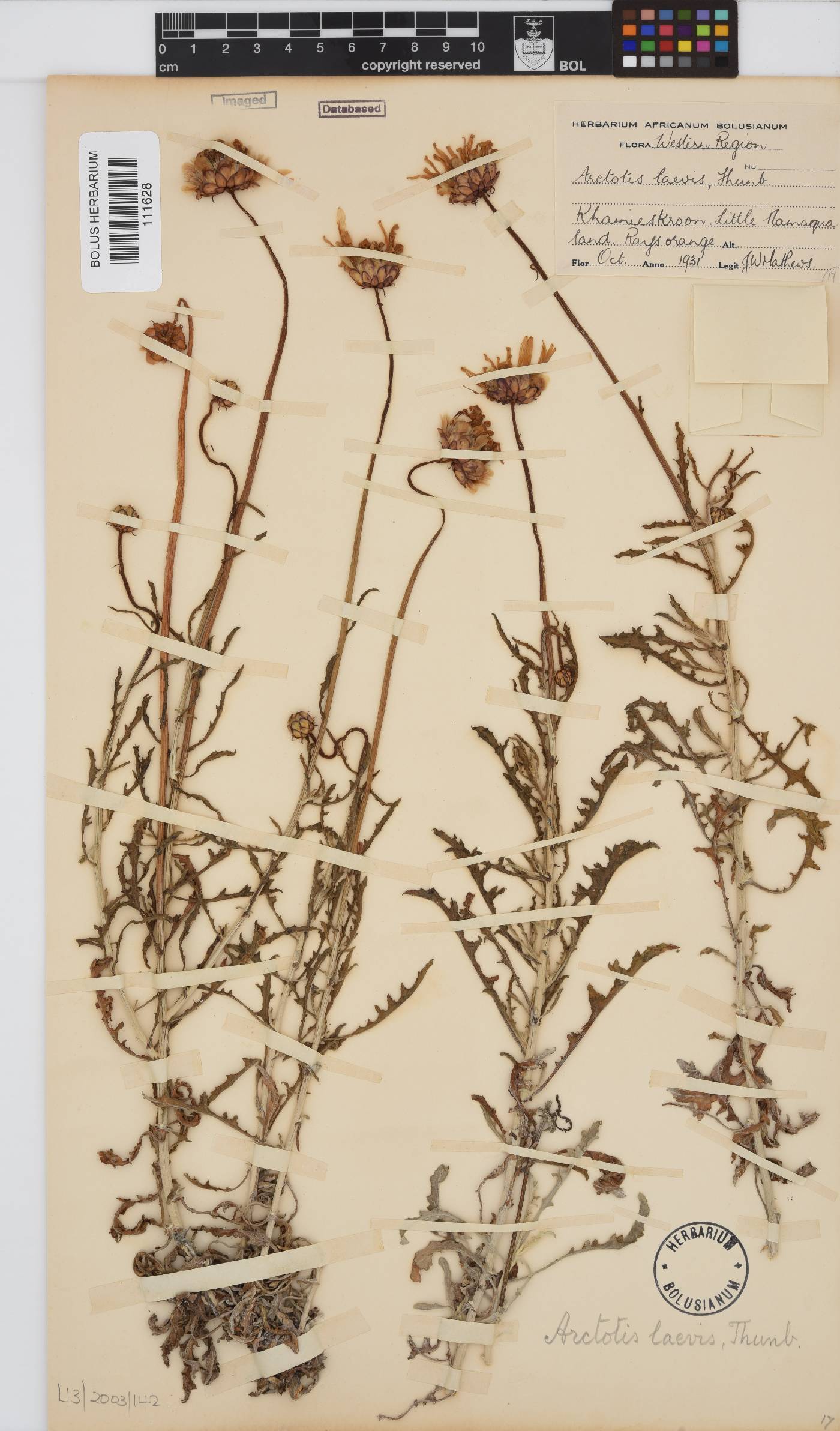 Arctotis laciniata image