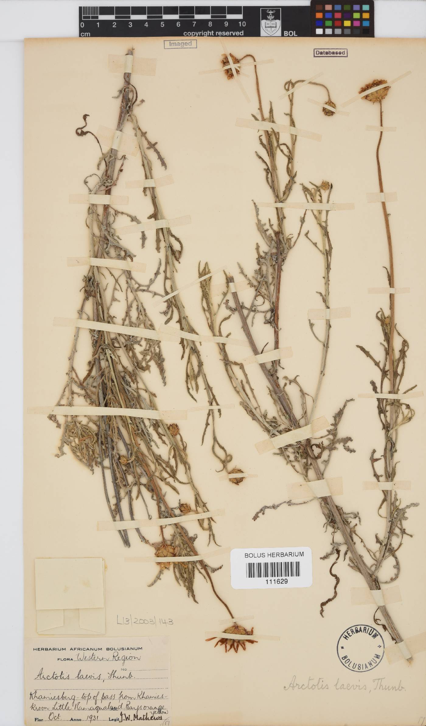 Arctotis laciniata image