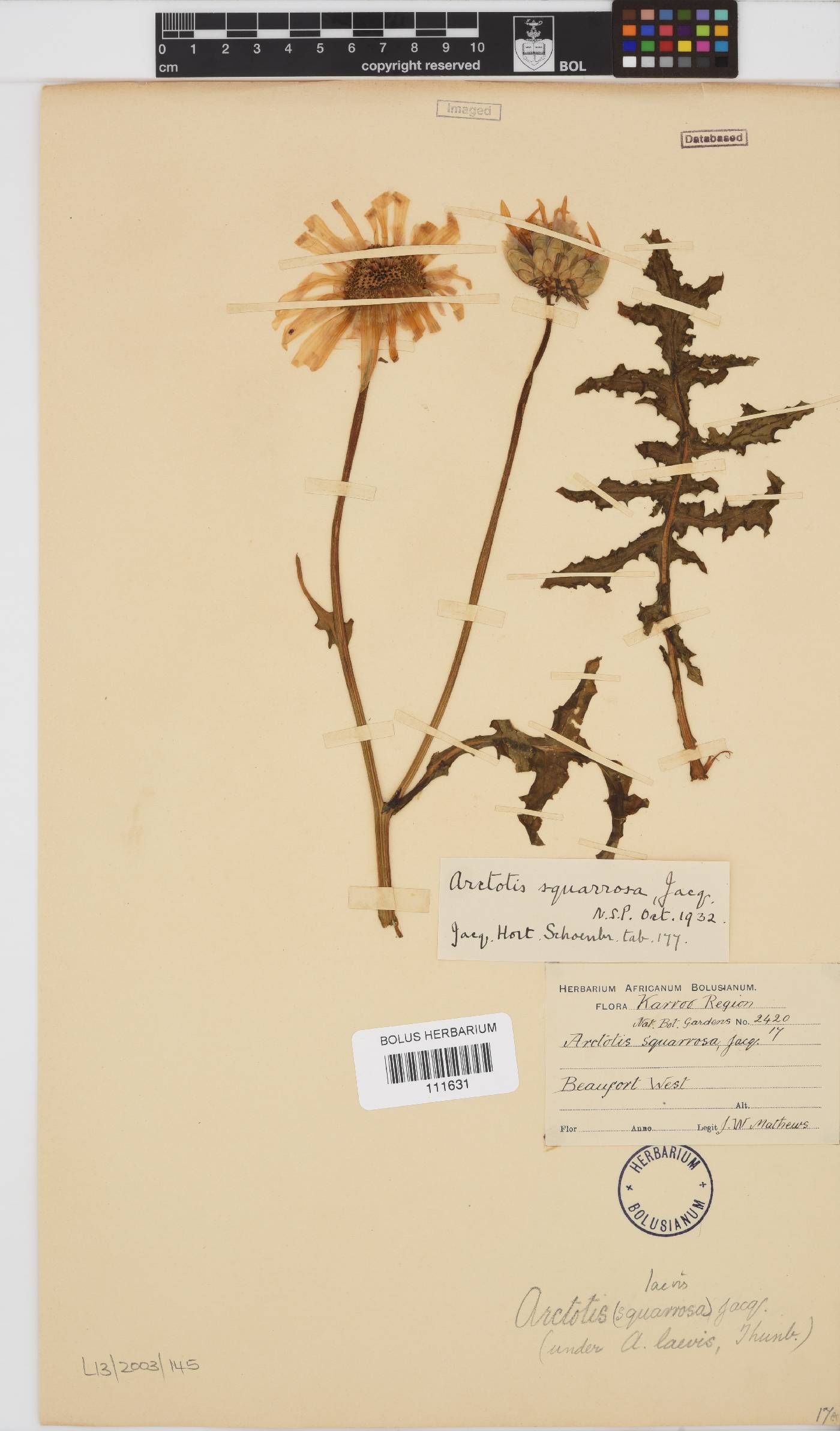 Arctotis laciniata image