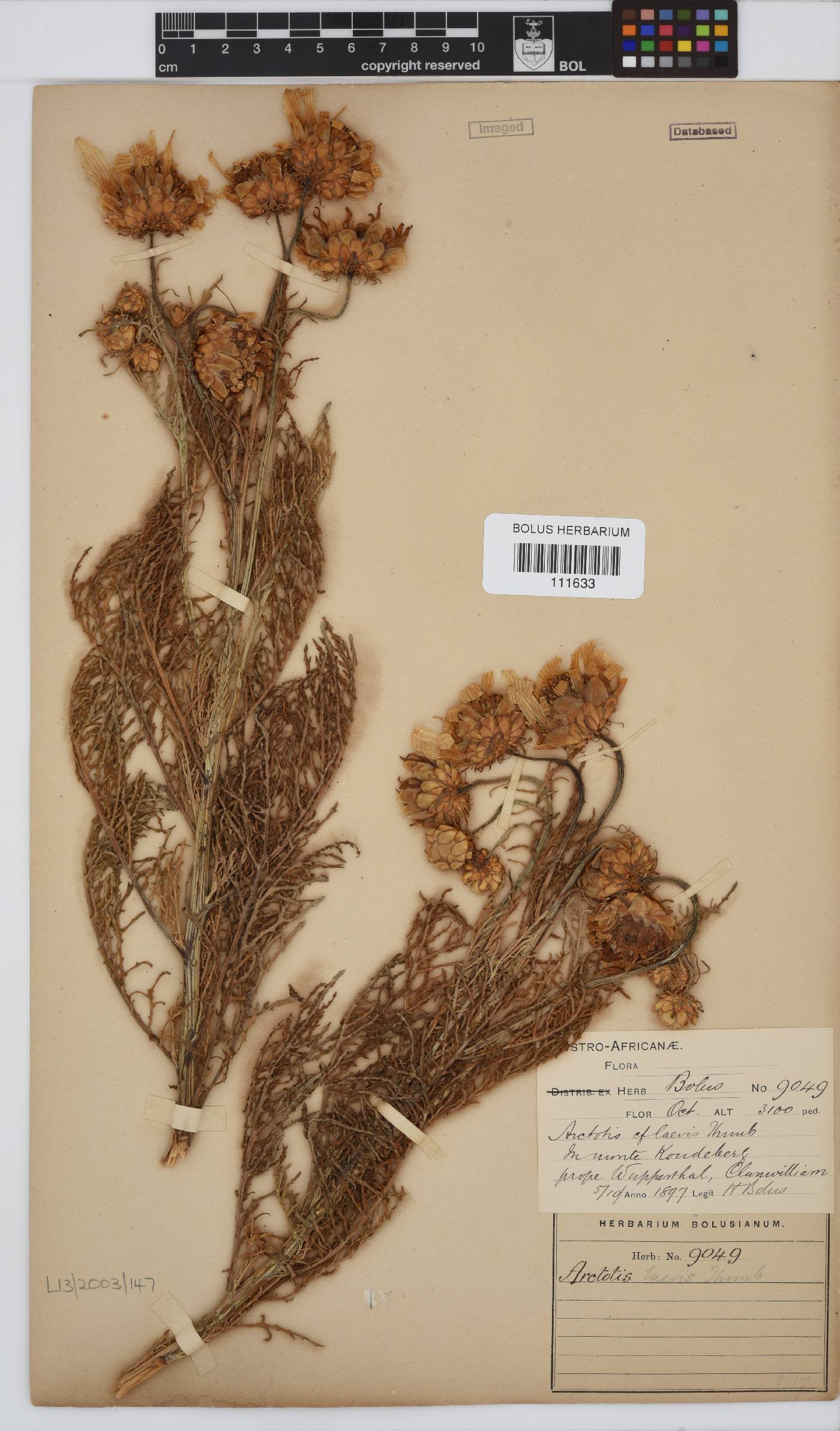 Arctotis laciniata image
