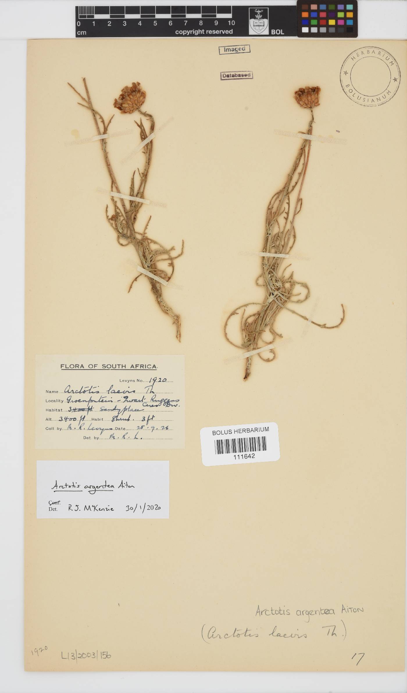 Arctotis argentea image