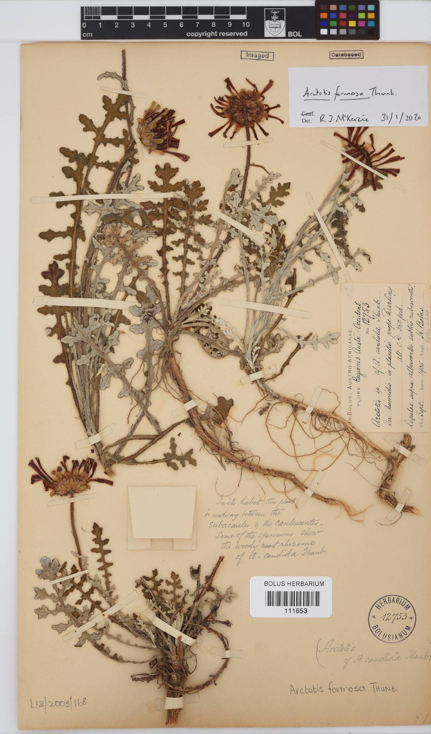 Arctotis revoluta image