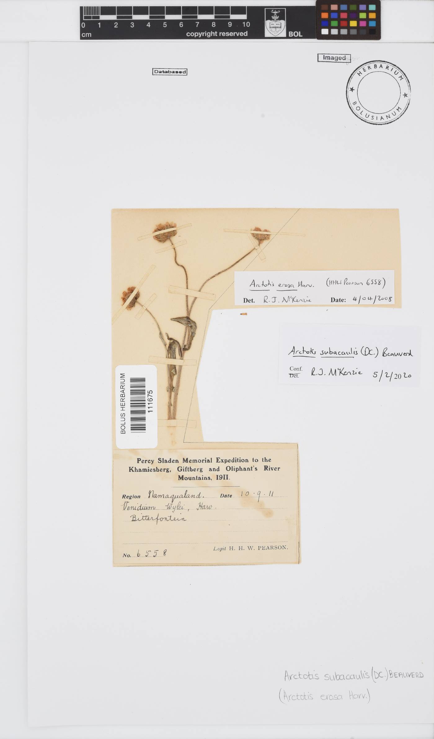 Arctotis subacaulis image