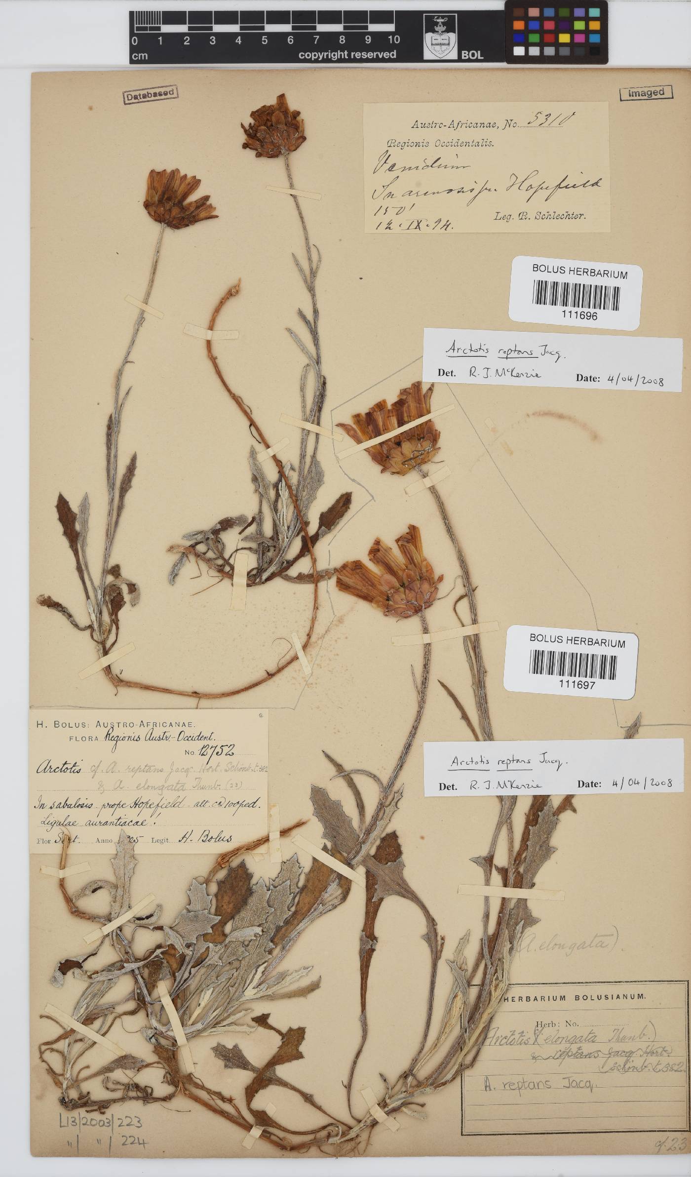 Arctotis reptans image