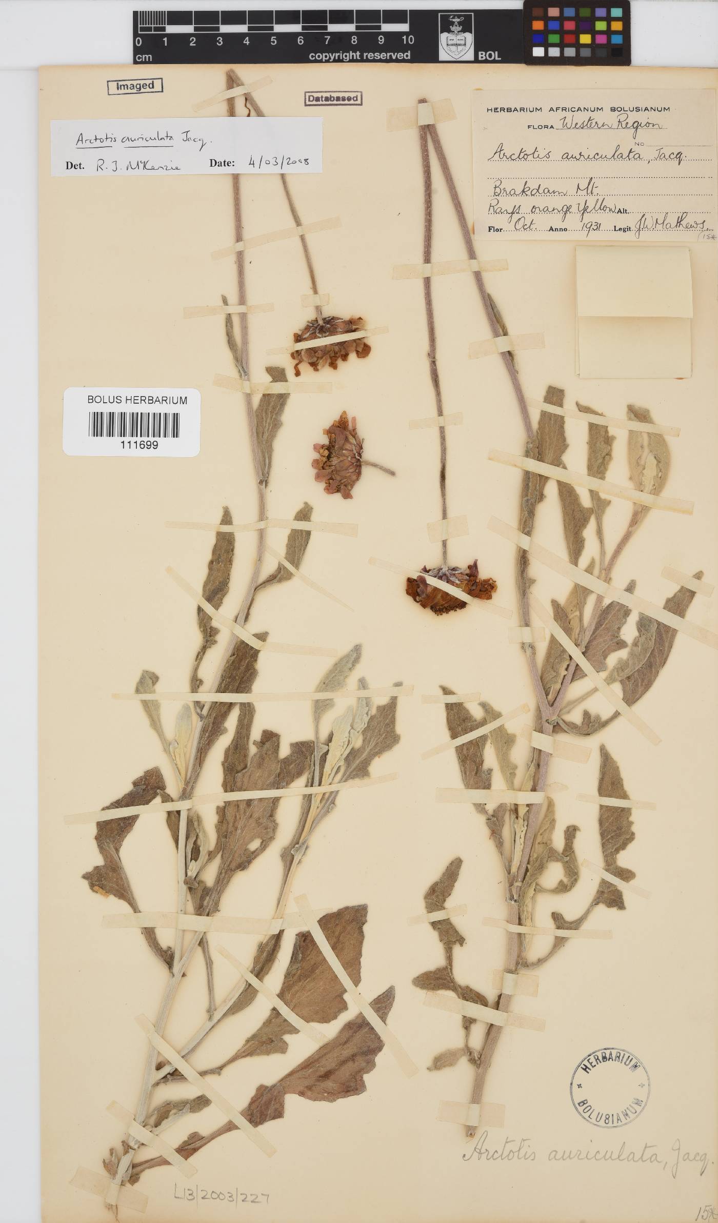 Arctotis auriculata image