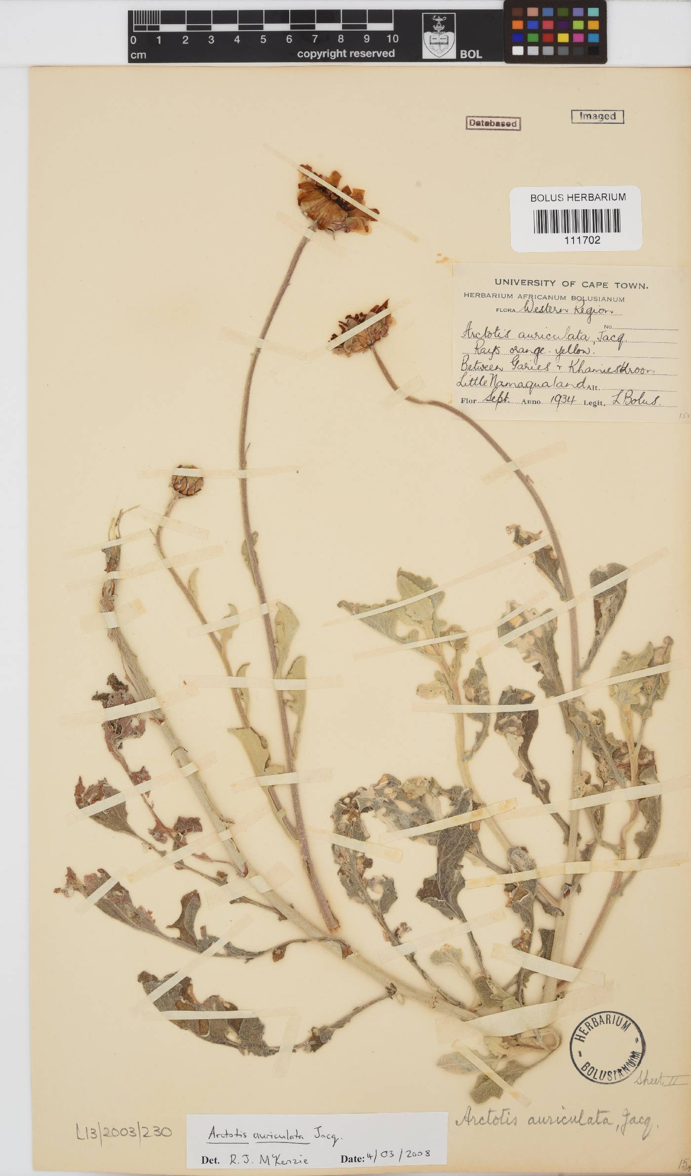Arctotis auriculata image