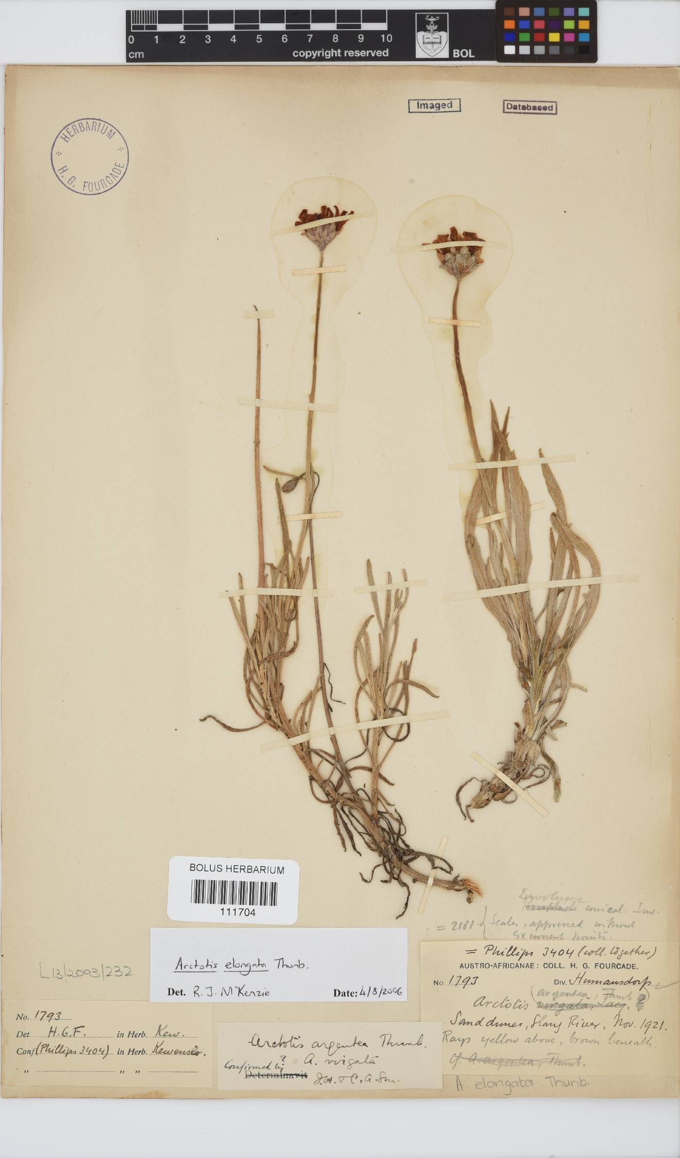 Arctotis elongata image