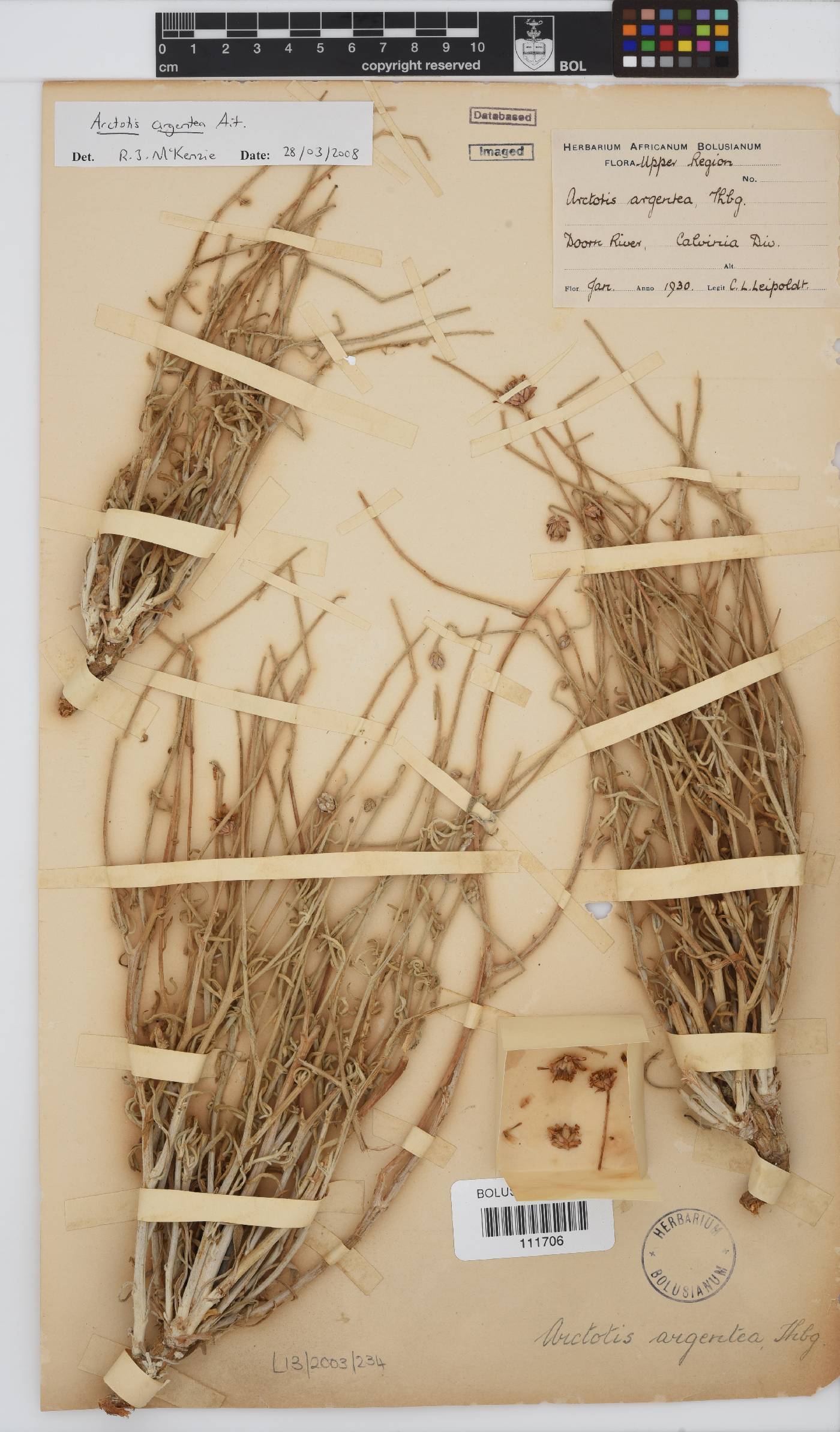 Arctotis argentea image