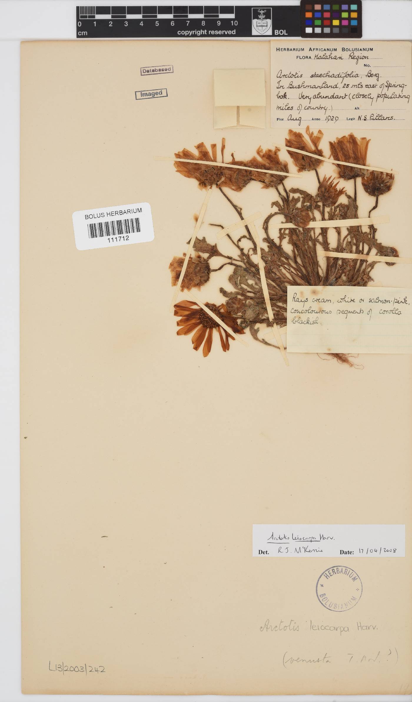 Arctotis leiocarpa image