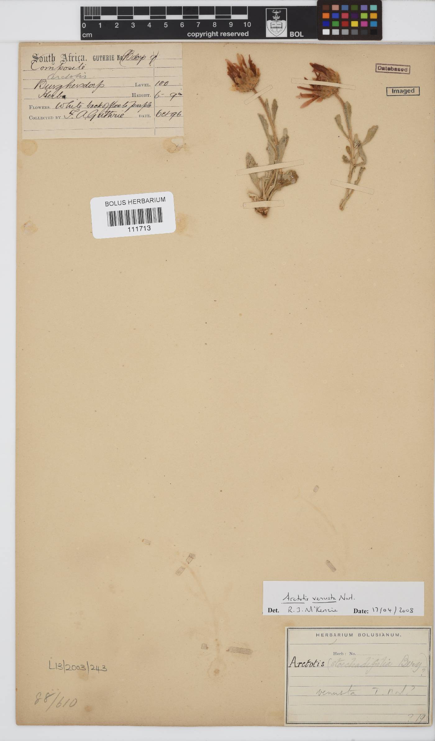 Arctotis venusta image