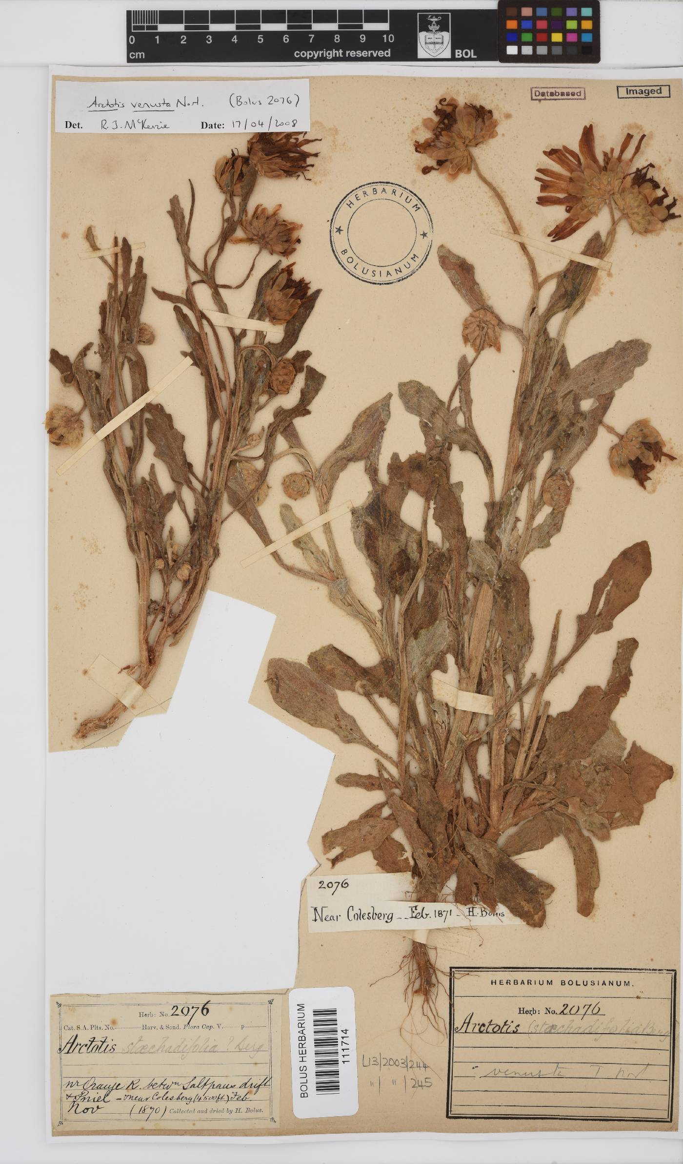 Arctotis venusta image