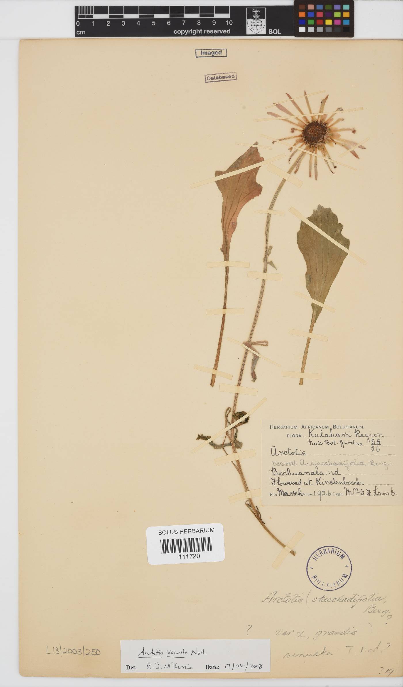 Arctotis venusta image