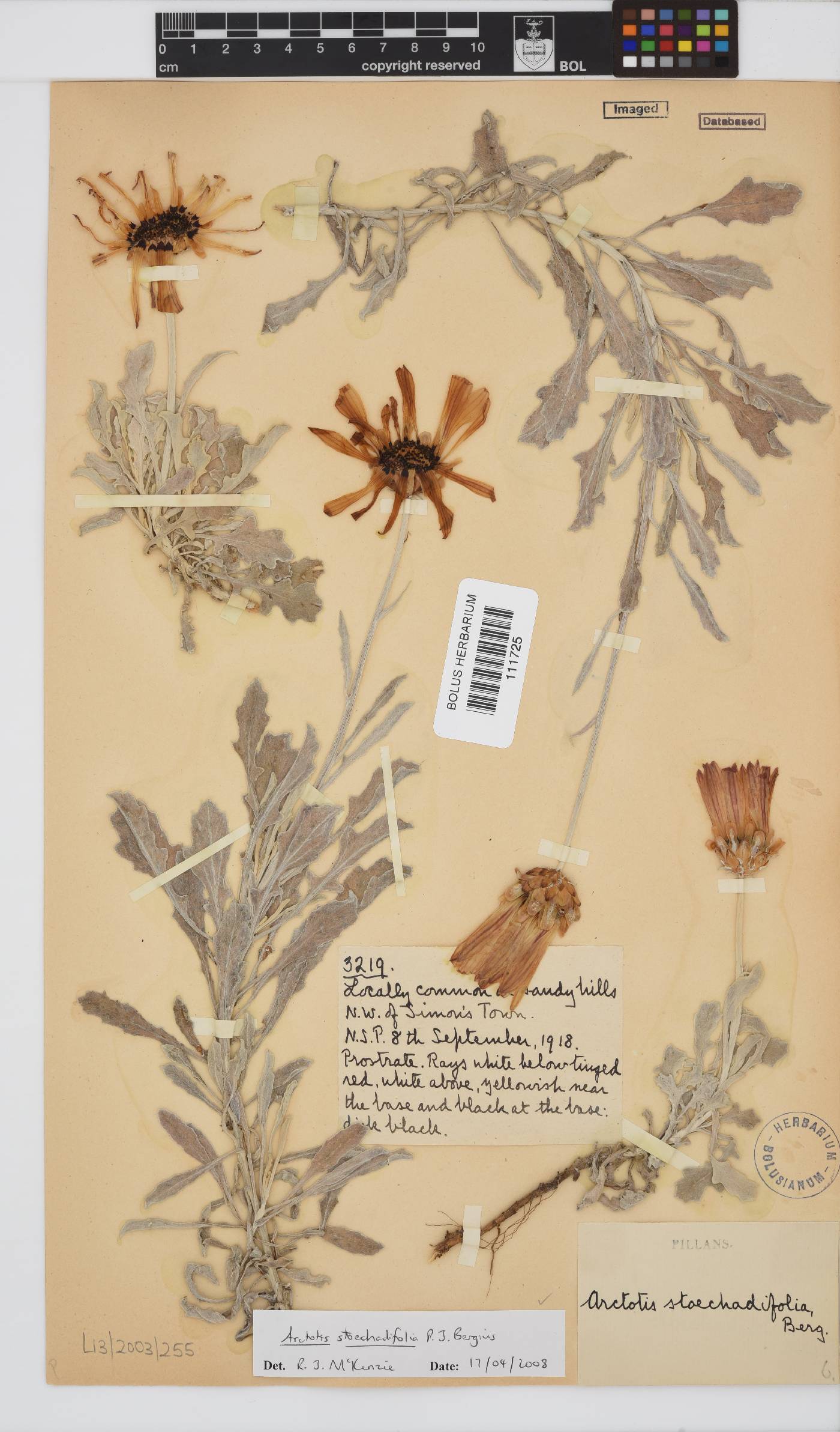 Arctotis stoechadifolia image