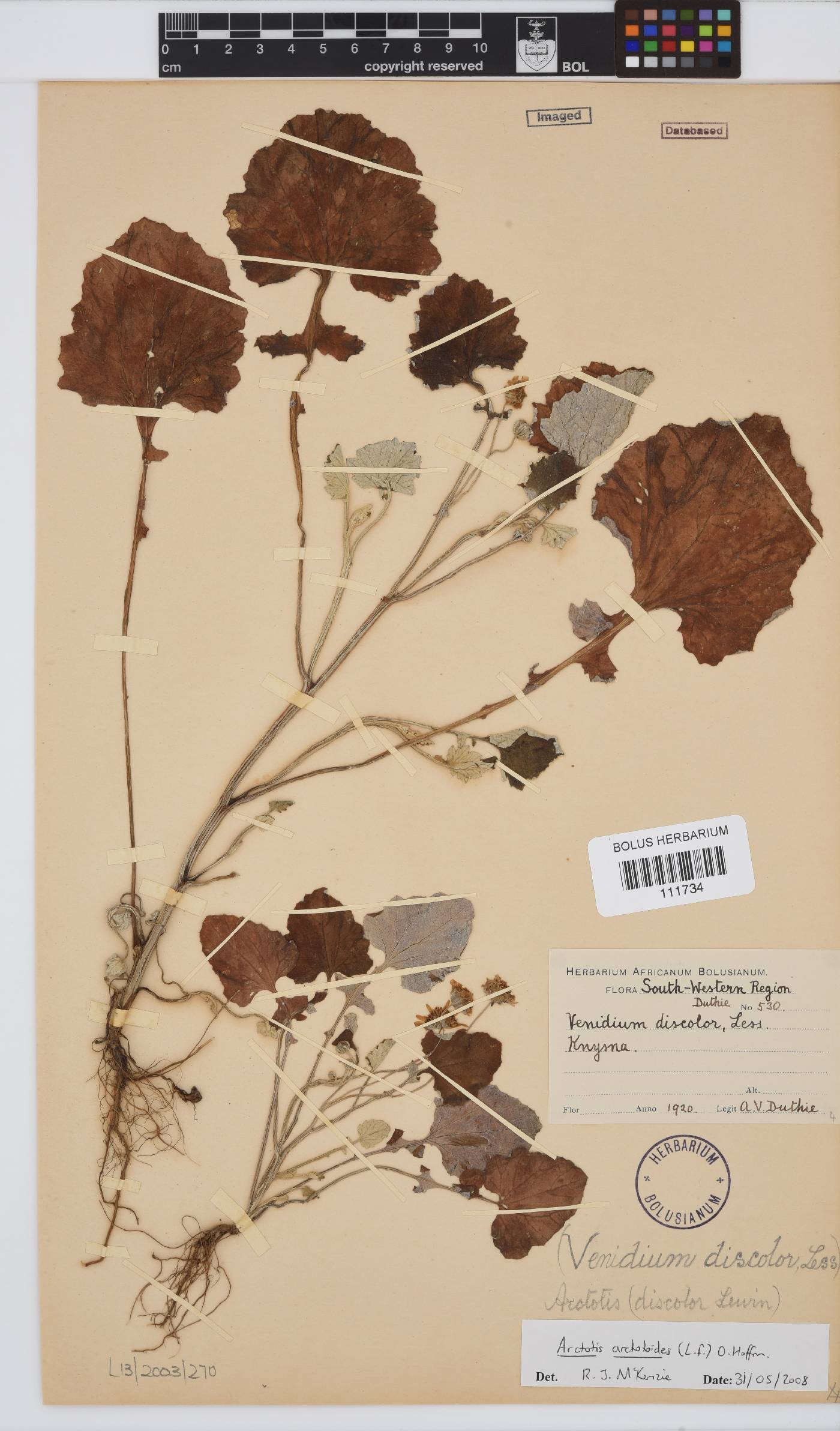 Arctotis arctotoides image