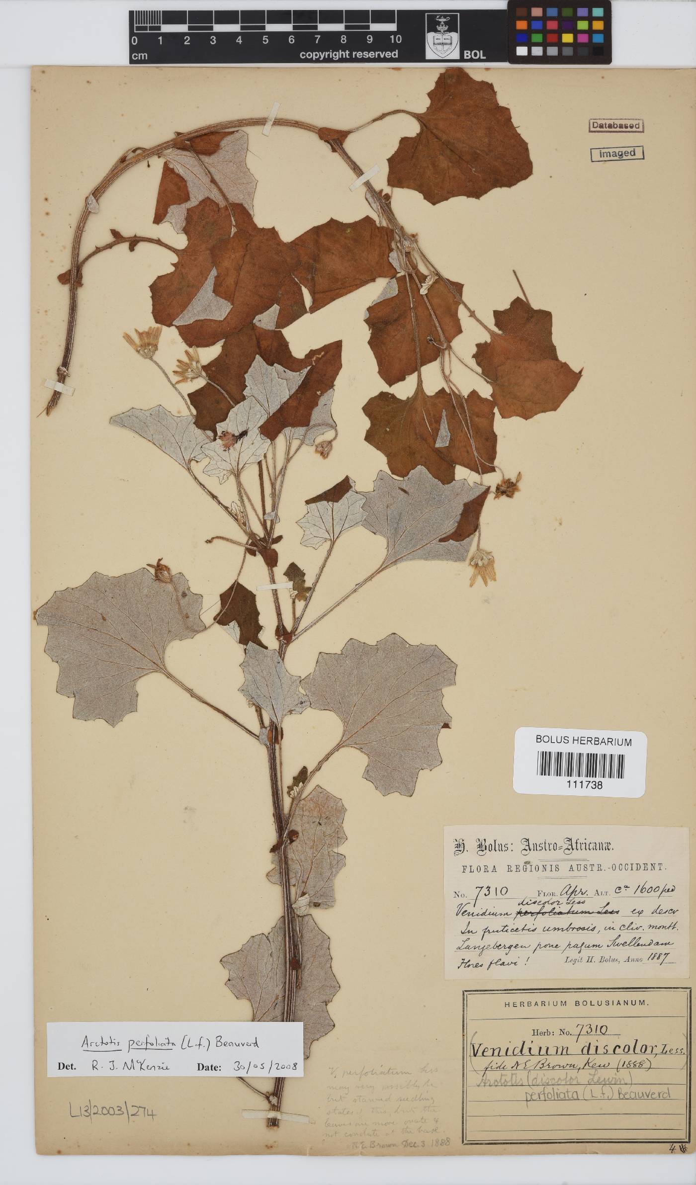 Arctotis perfoliata image