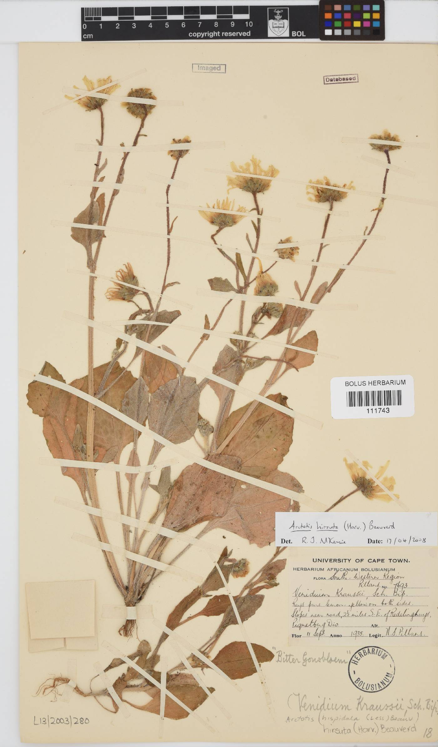 Arctotis hirsuta image