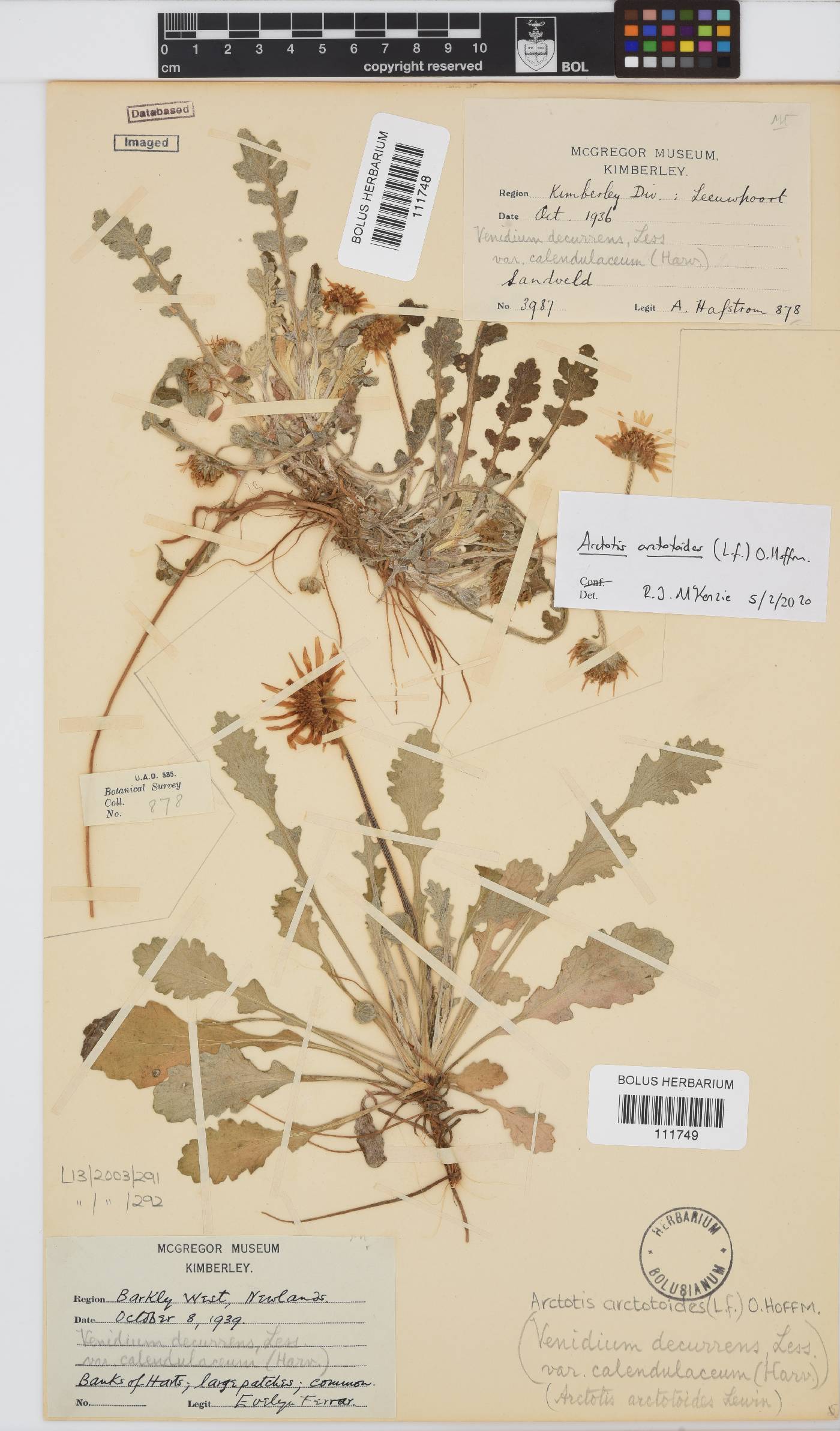 Arctotis arctotoides image
