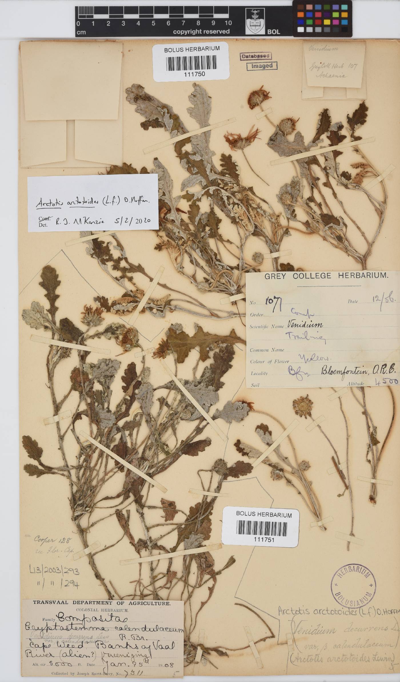 Arctotis arctotoides image