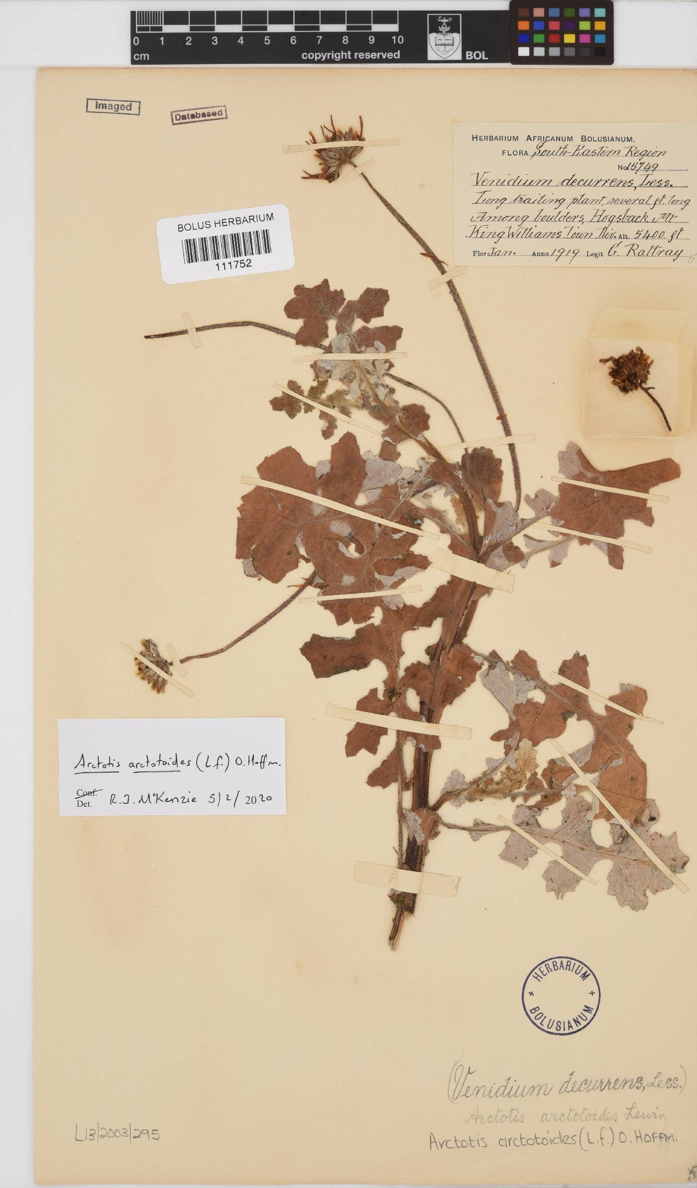 Arctotis arctotoides image