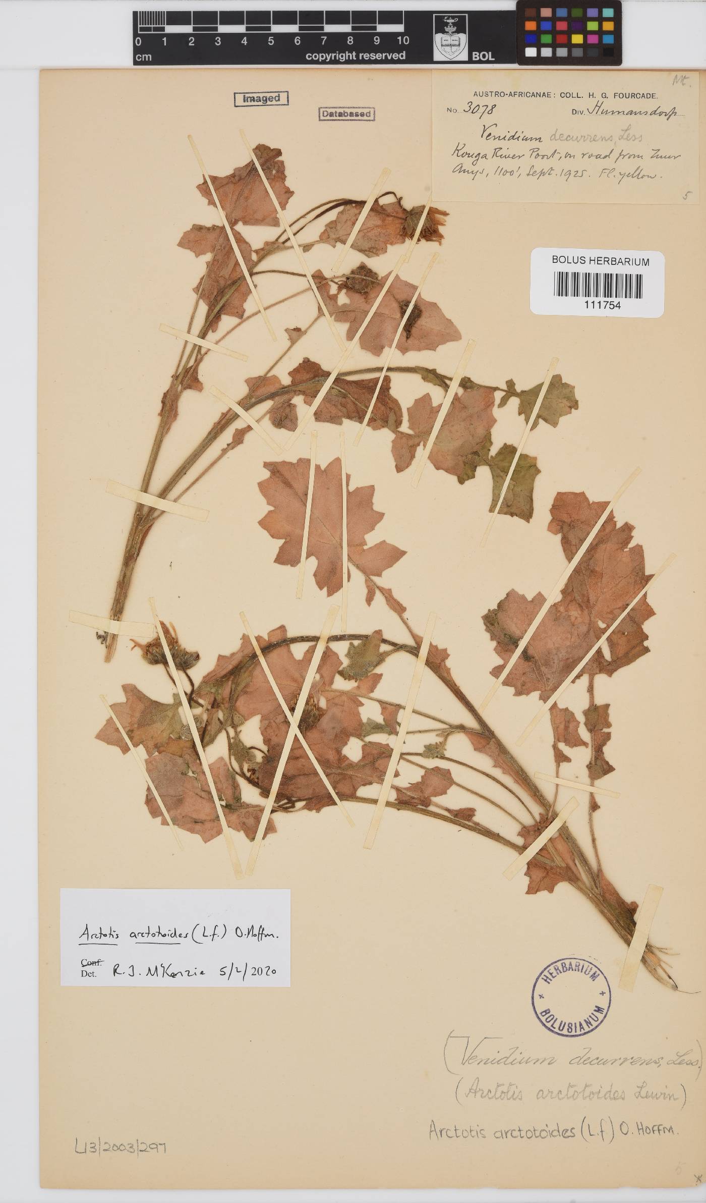 Arctotis arctotoides image