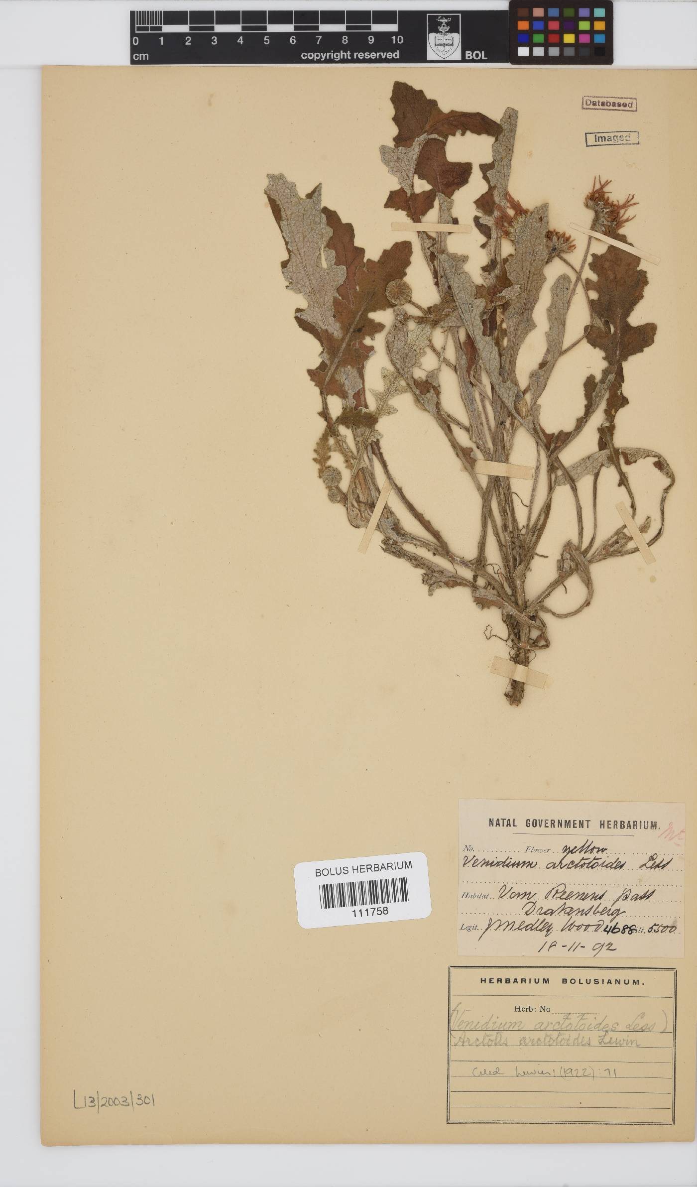 Arctotis arctotoides image