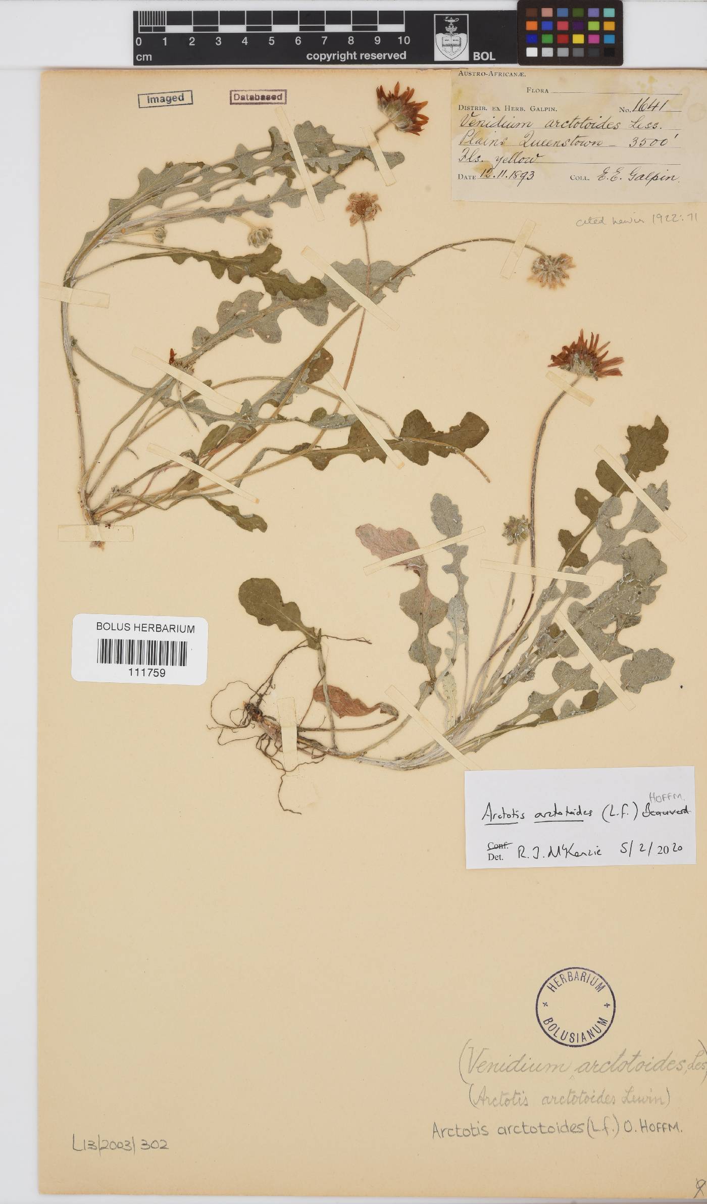 Arctotis arctotoides image