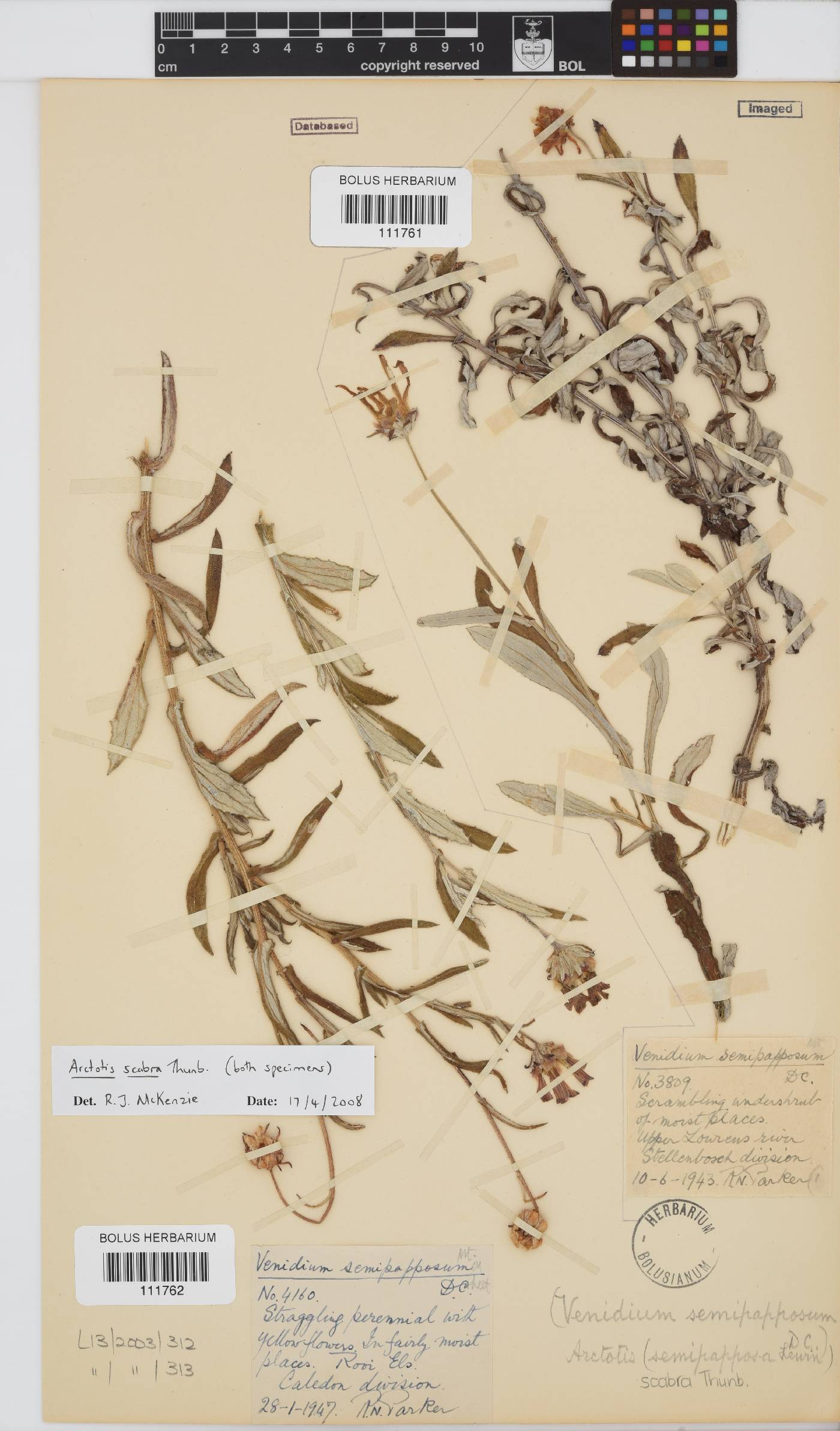 Arctotis scabra image