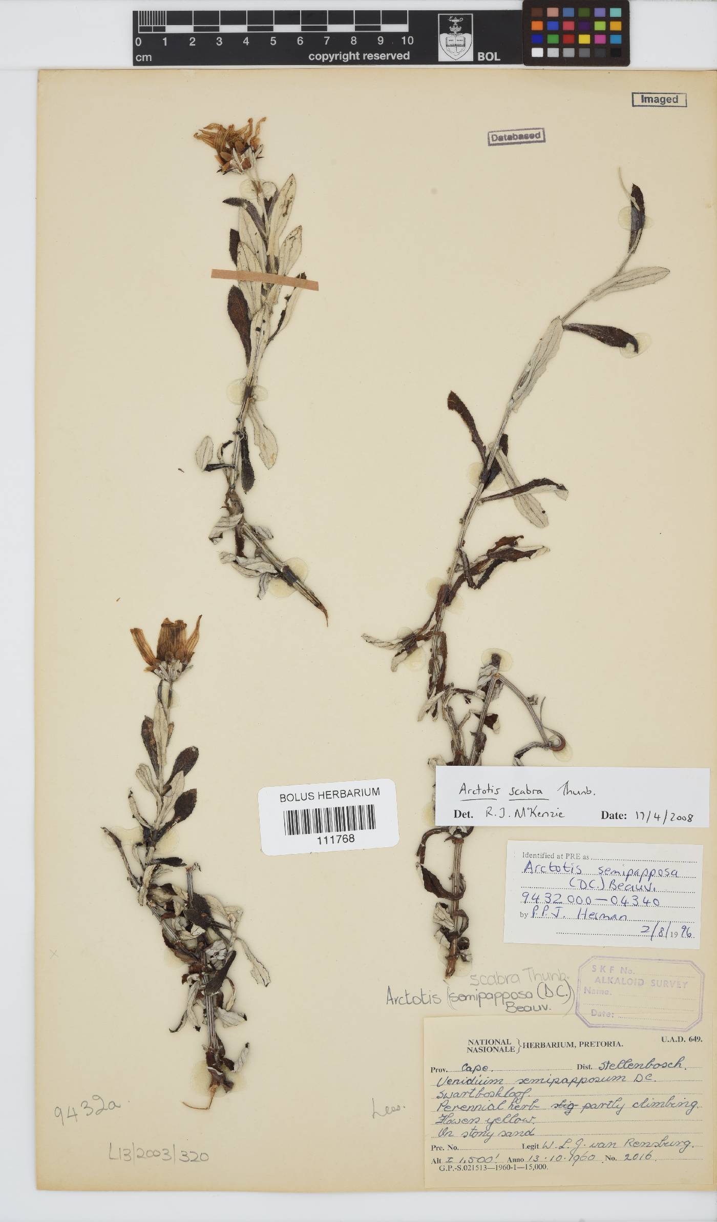 Arctotis scabra image