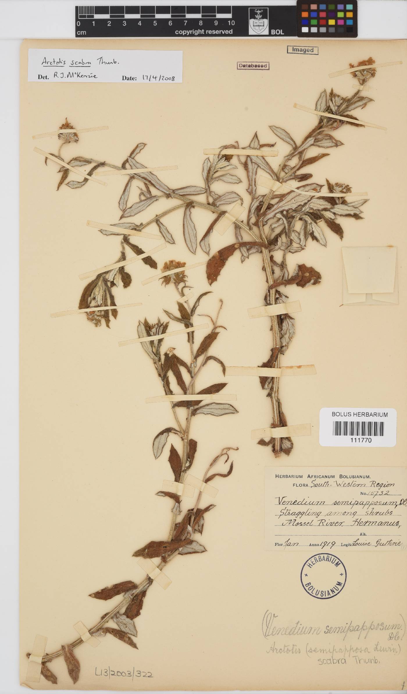 Arctotis scabra image