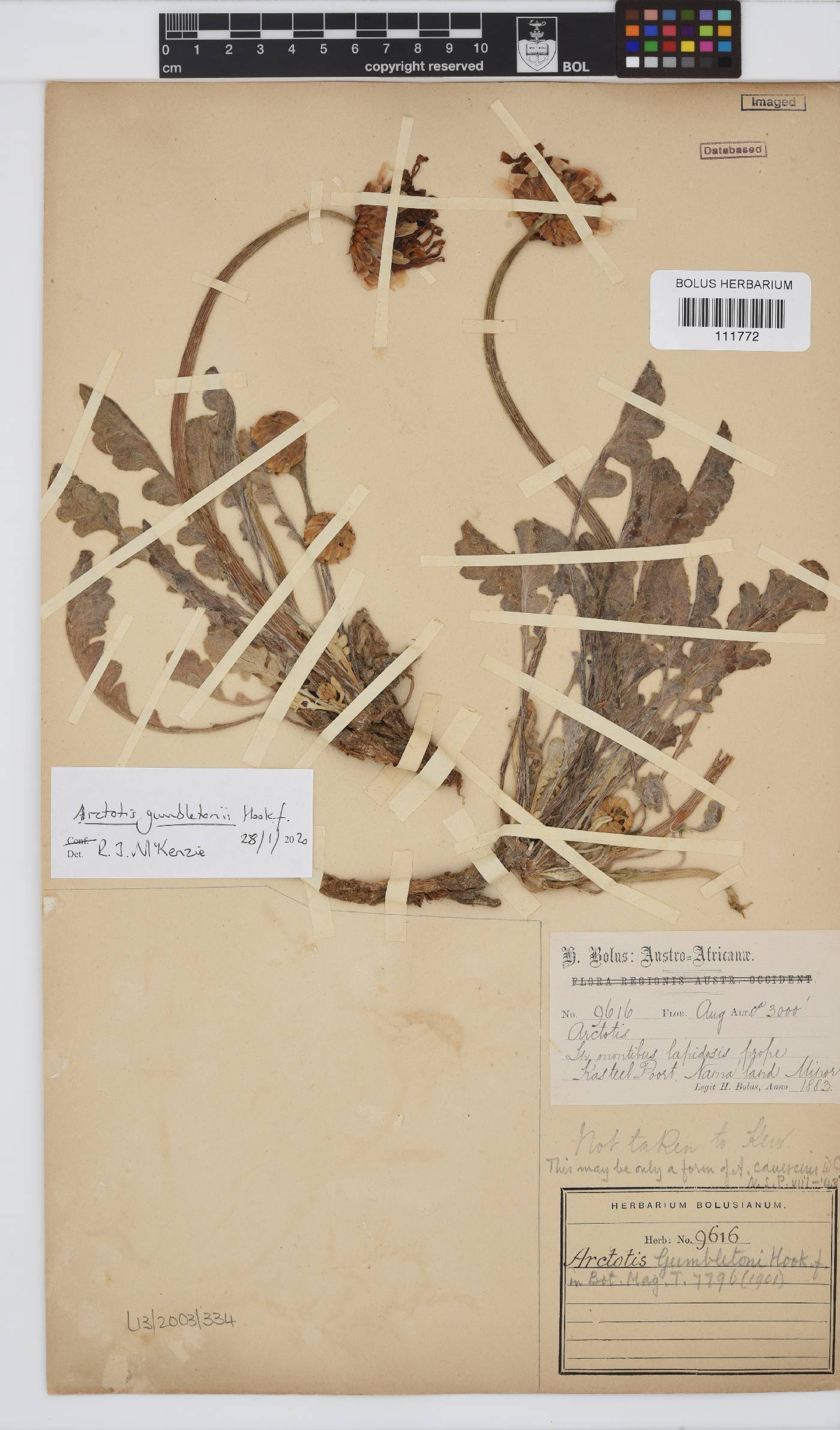 Arctotis gumbletonii image