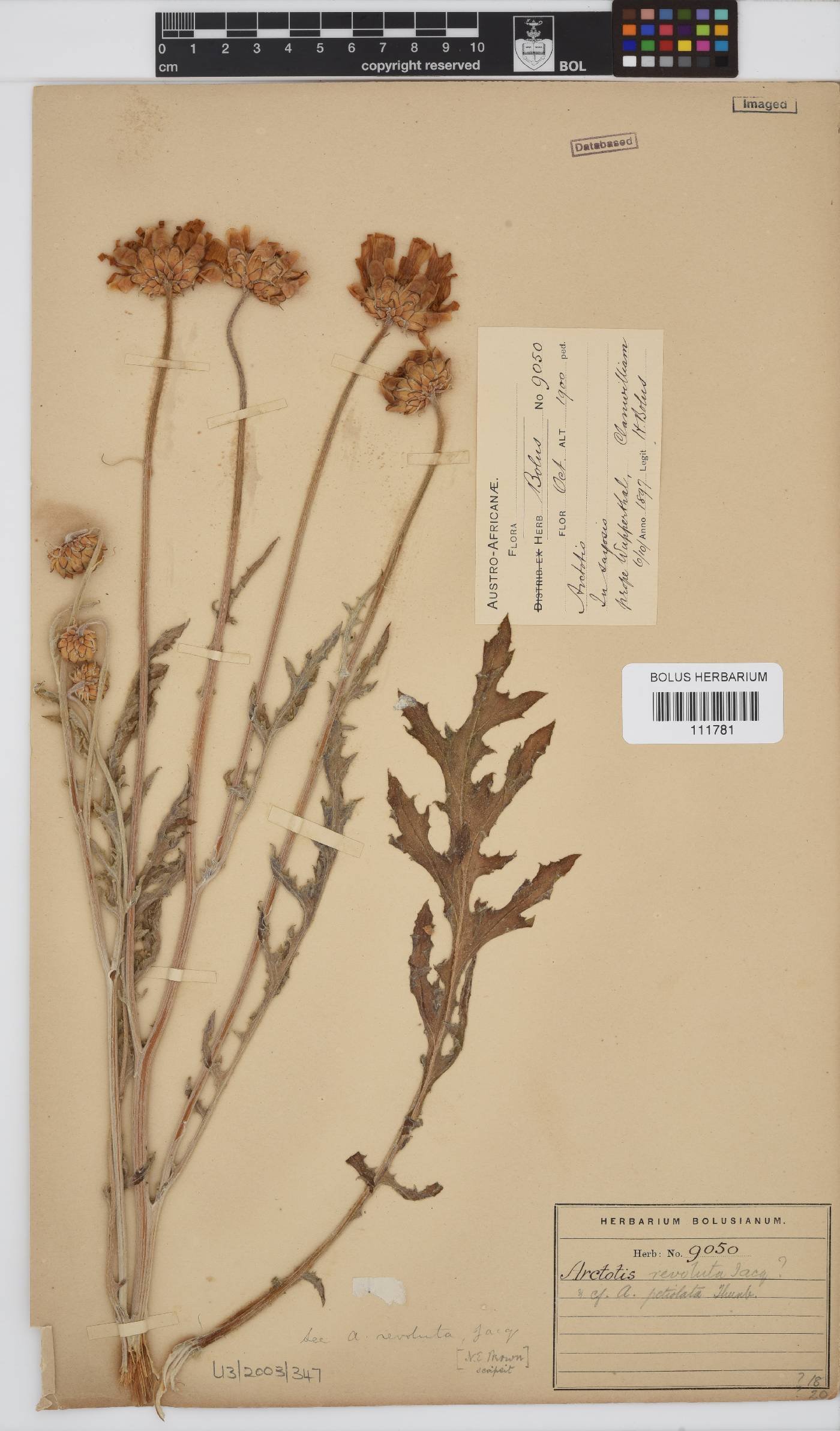 Arctotis revoluta image