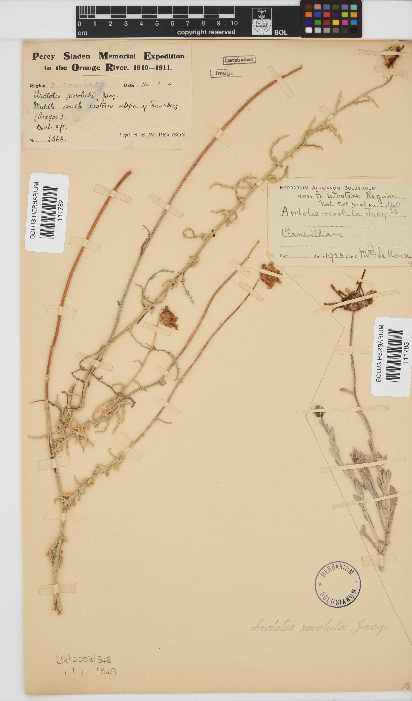 Arctotis revoluta image