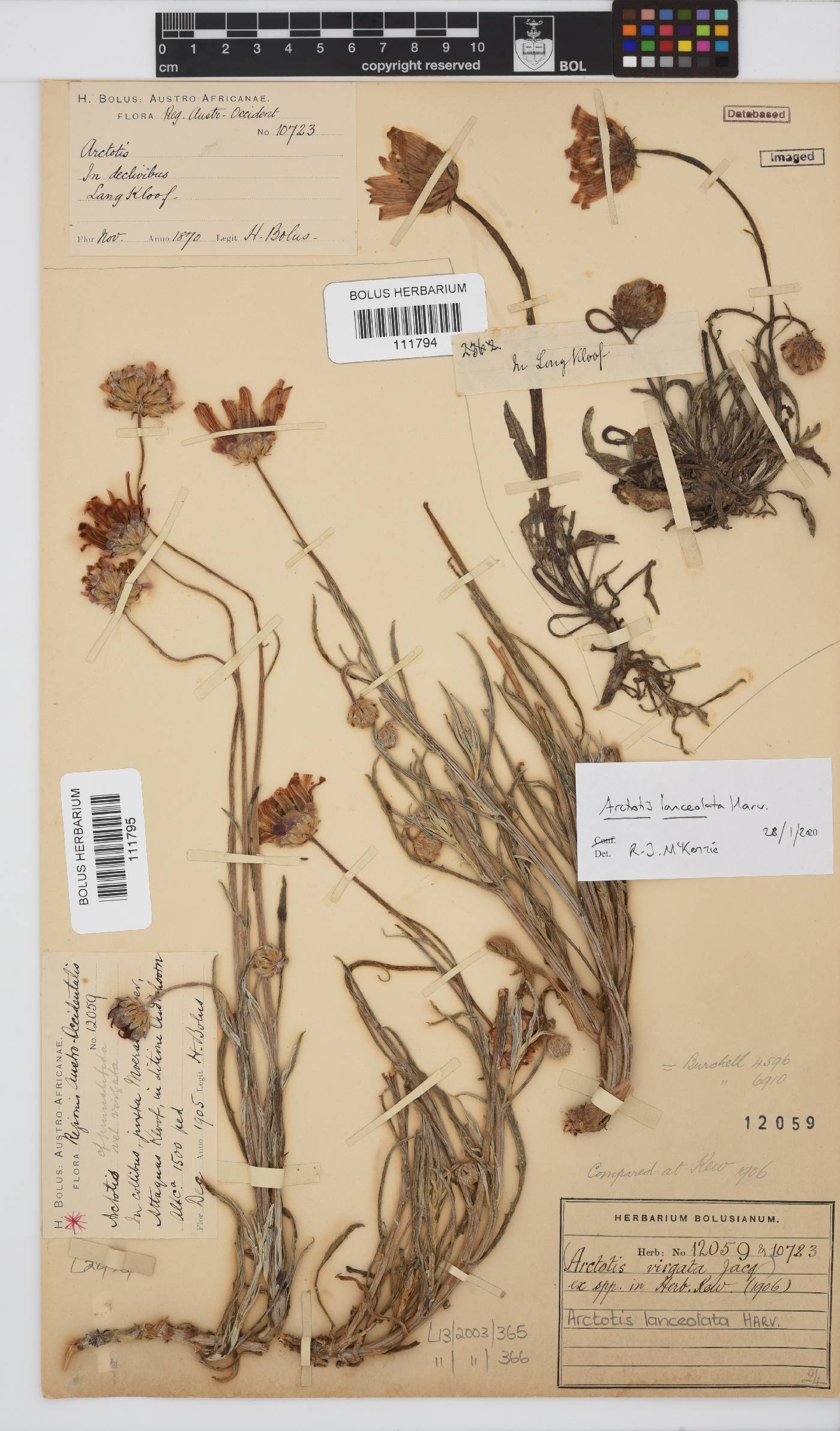 Arctotis lanceolata image