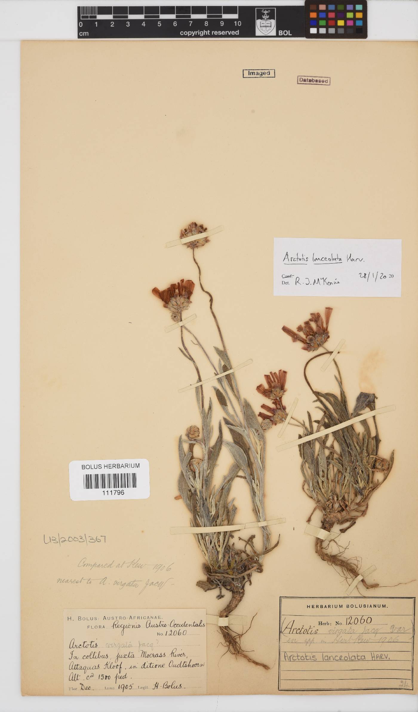 Arctotis lanceolata image