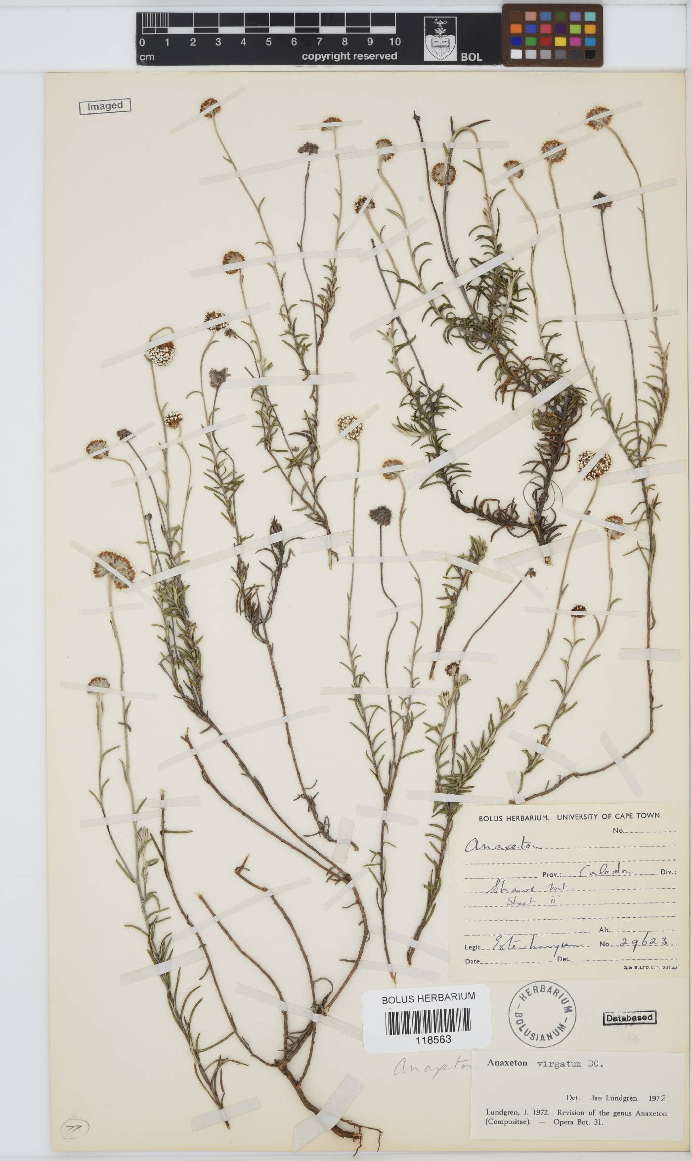 Anaxeton virgatum image