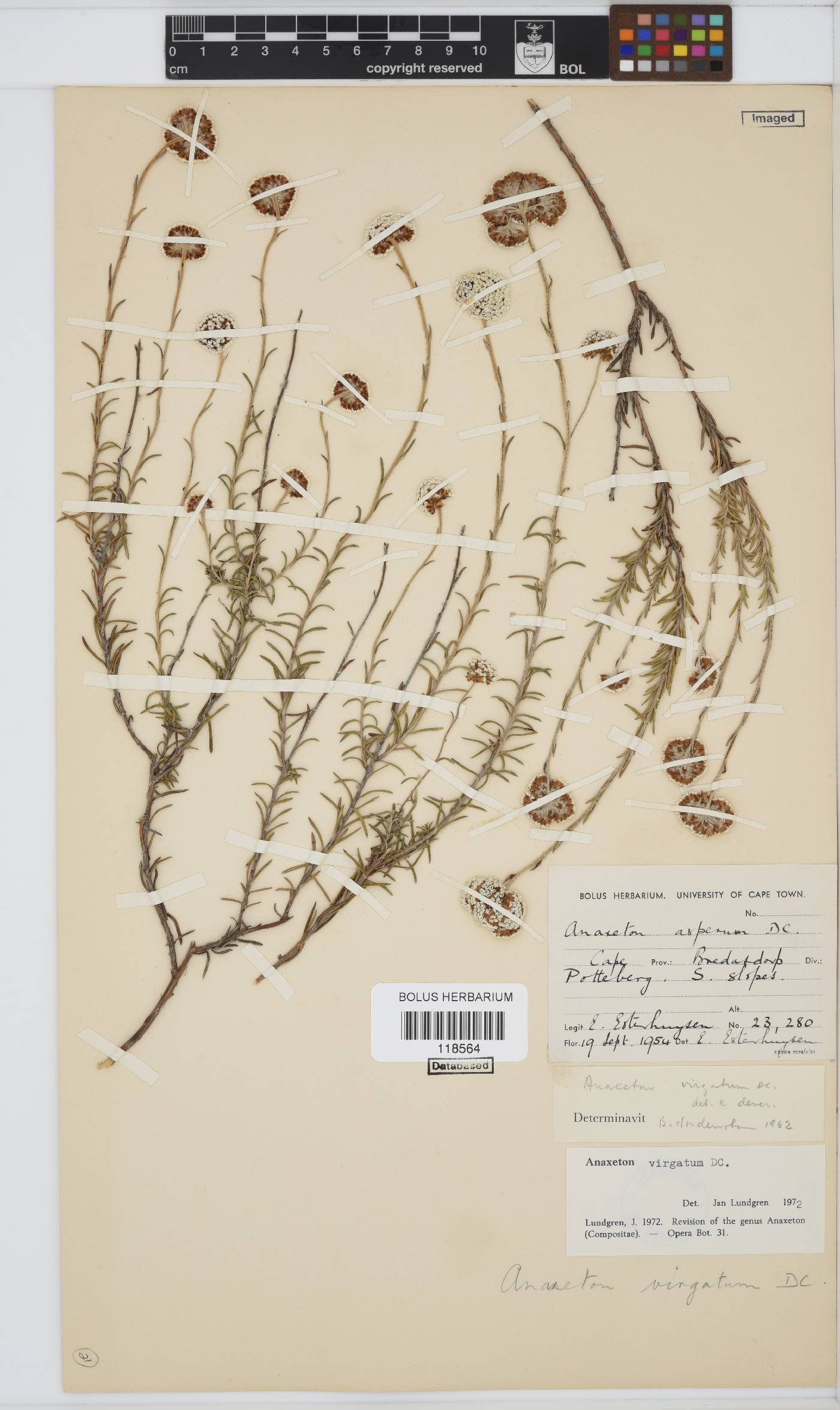 Anaxeton virgatum image